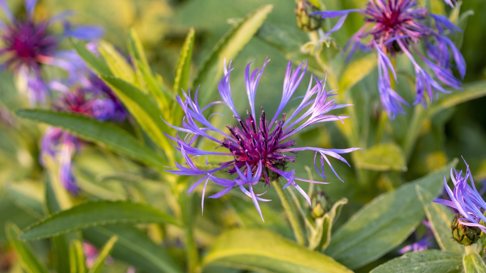 Сиреневые полевые цветы в лучах солнца