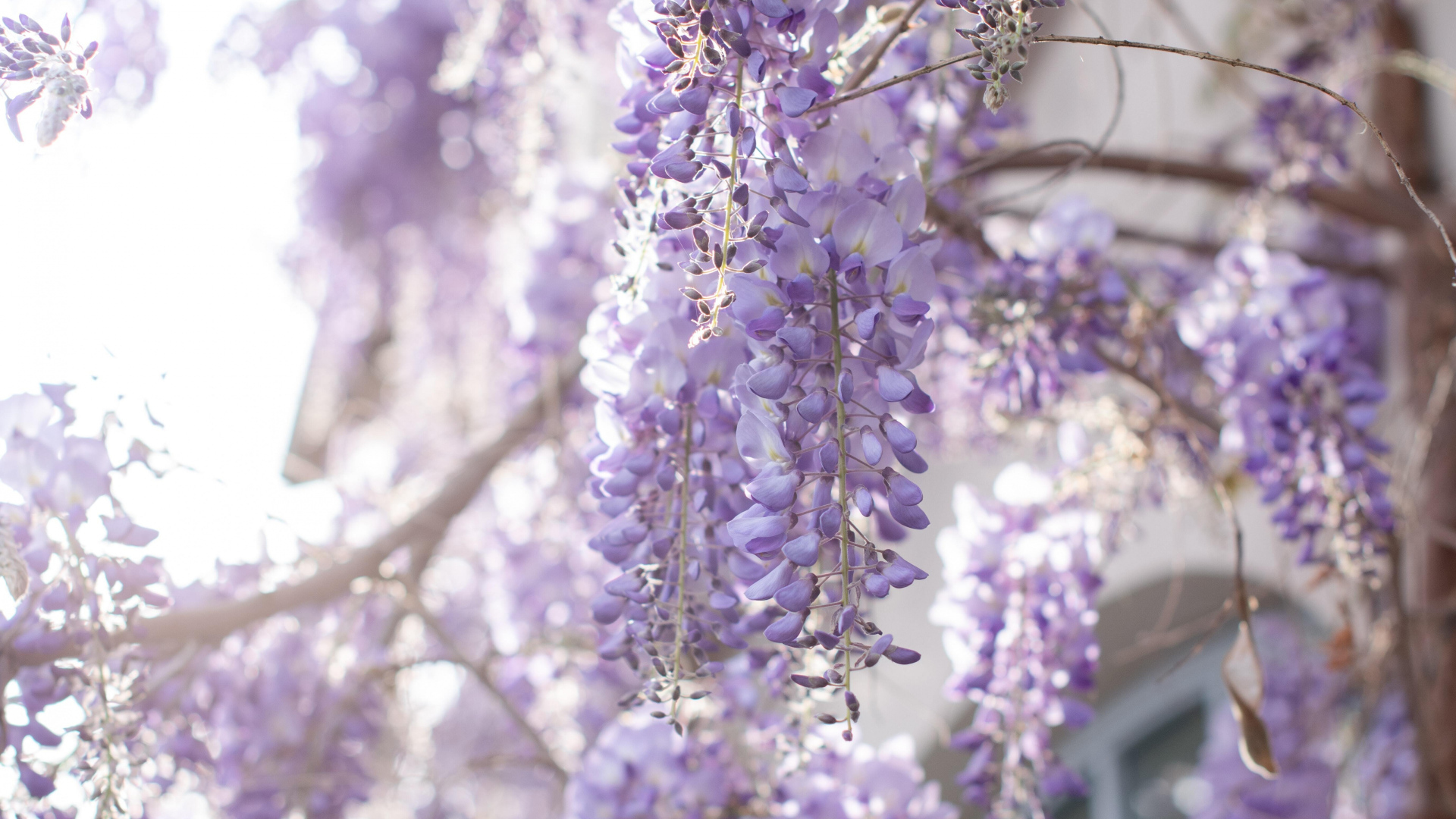 Сиреневые цветы глициния на ветках