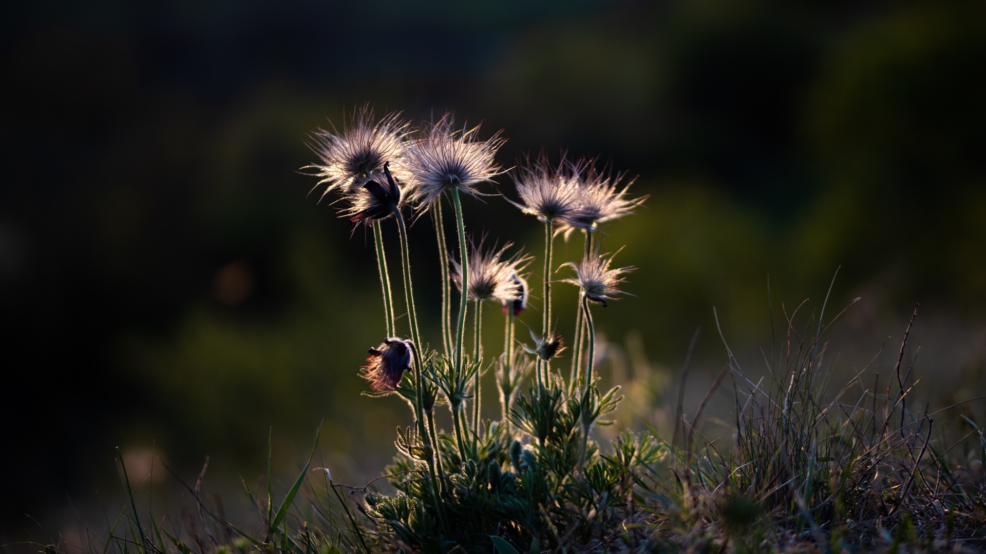 Маленькие полевые цветы в лучах солнца