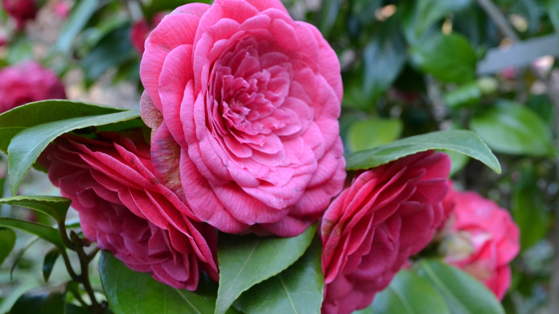 Много розовых цветов камелии