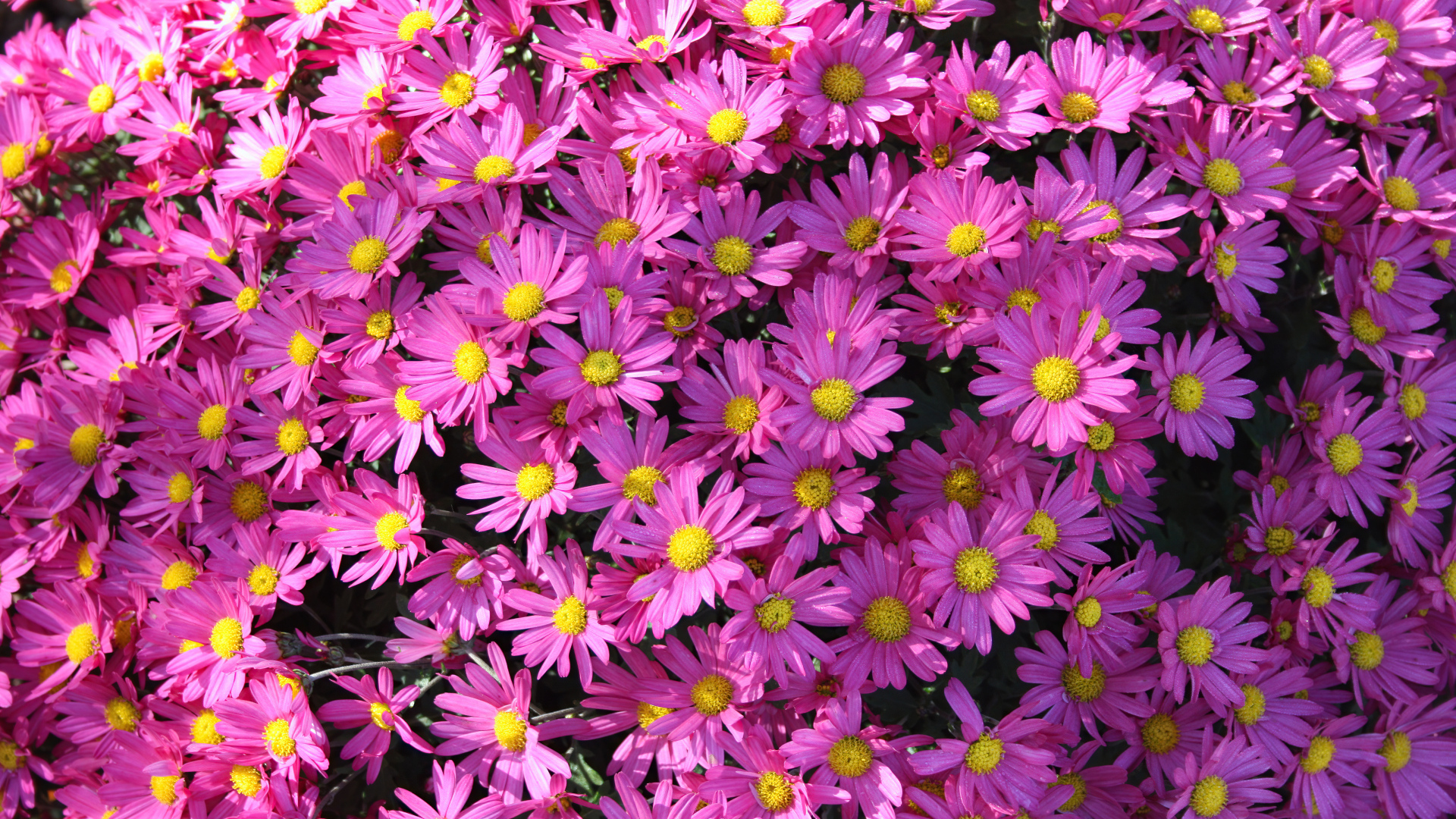 Много розовых цветов хризантемы