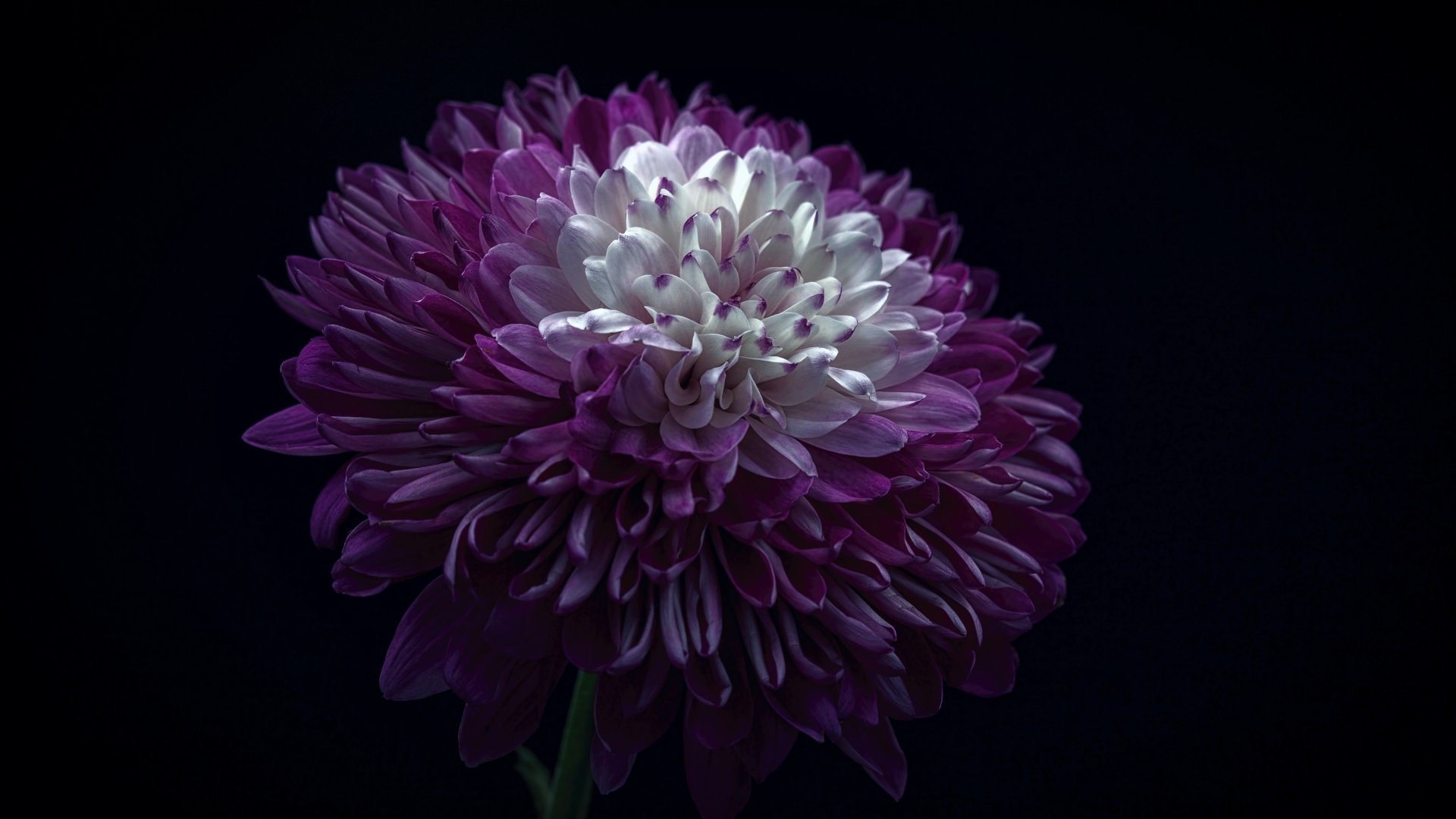 Пышная сиреневая хризантема на черном фоне