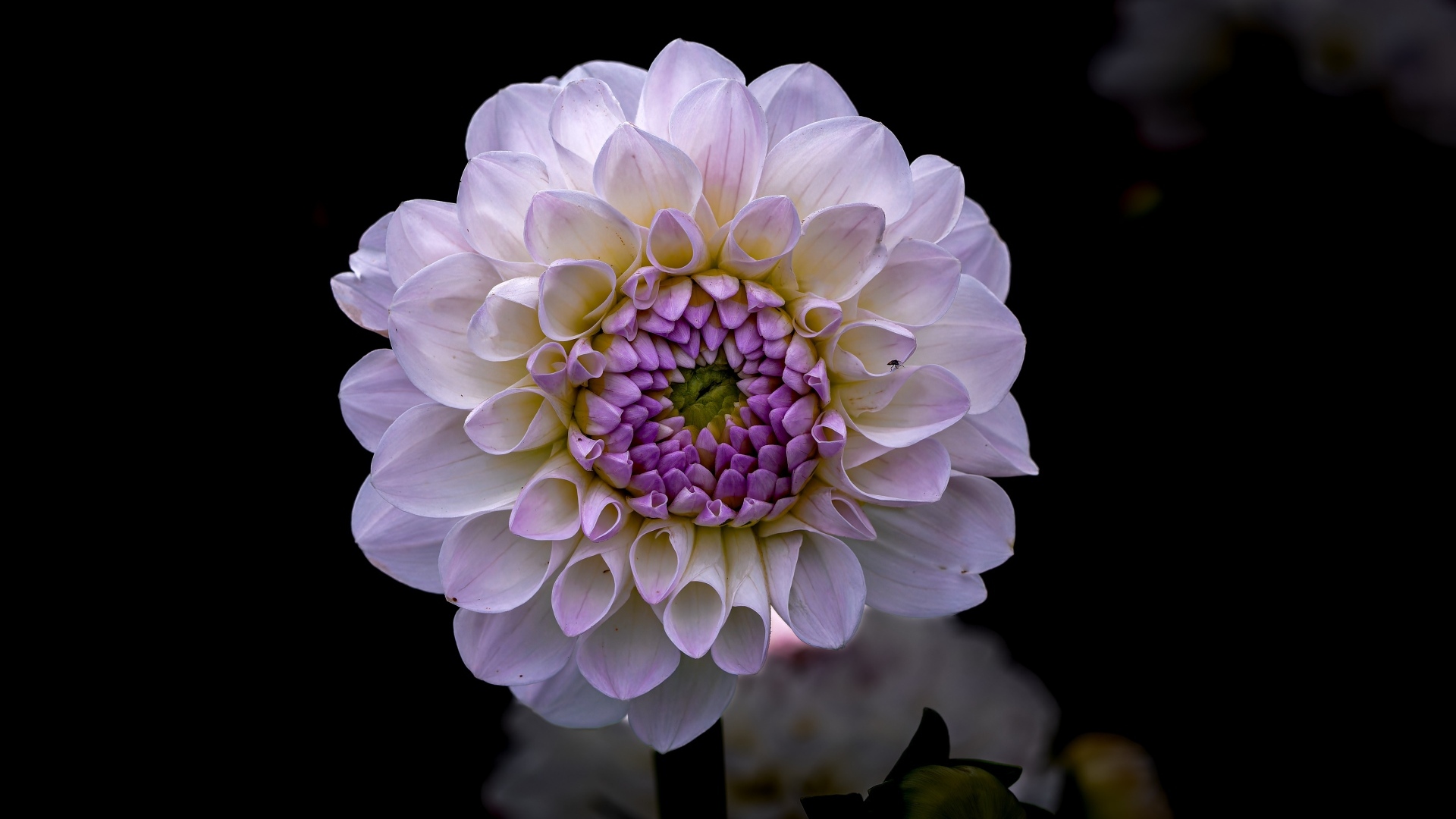 Пышная сиреневая георгина крупным планом