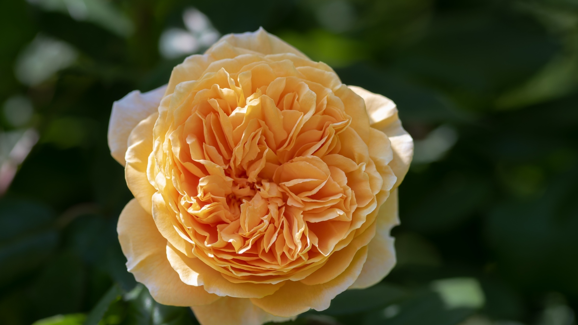 Пышная оранжевая роза в лучах солнца