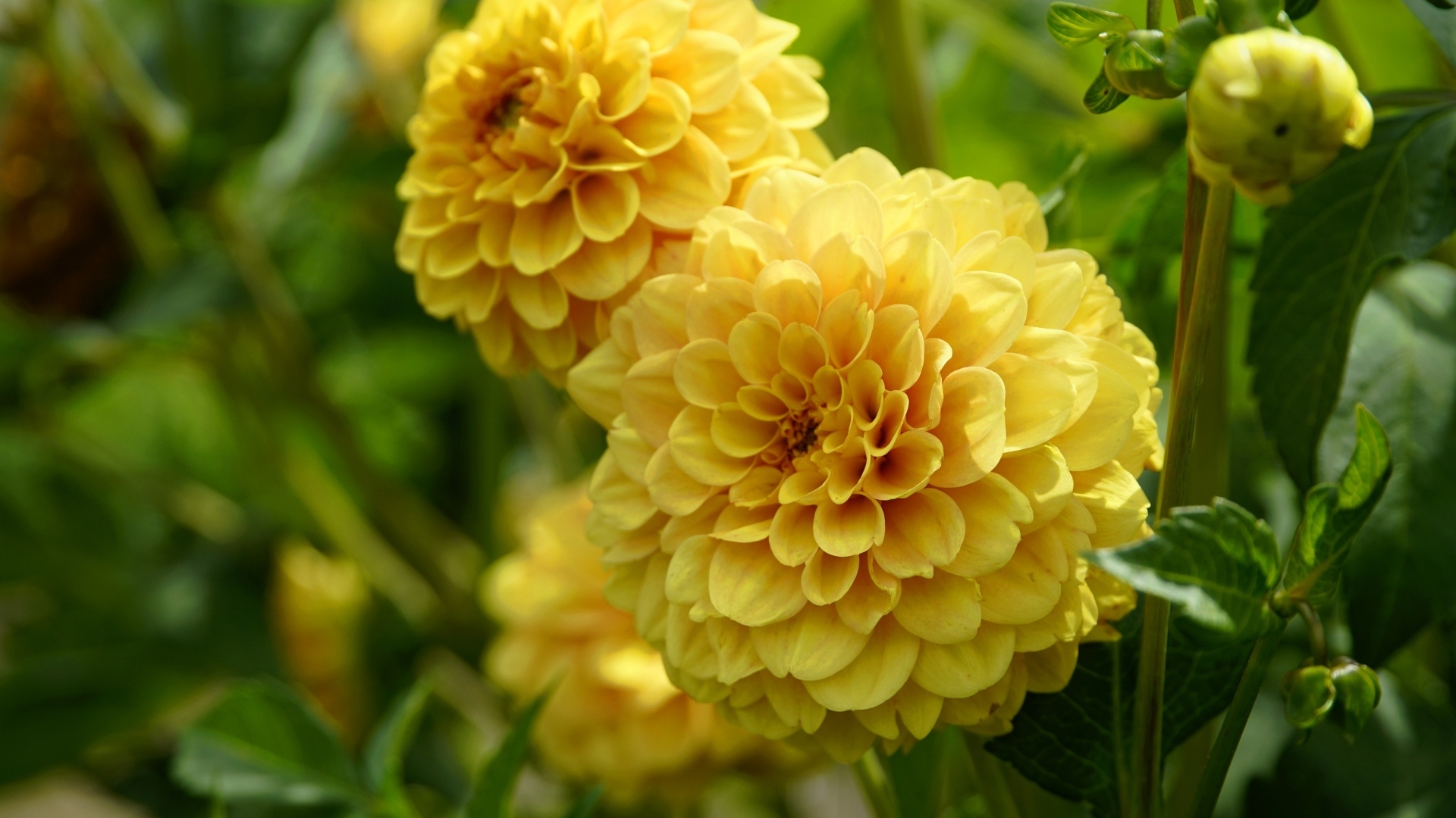 Пышные цветы желтой георгины