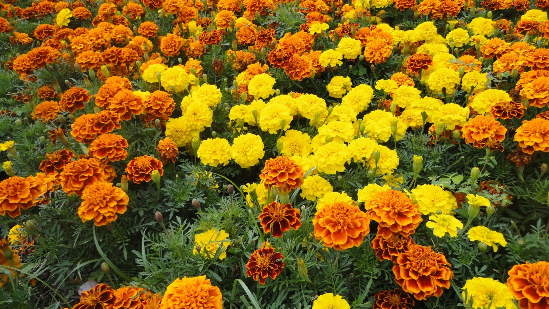 Много разноцветных бархатцев на клумбе