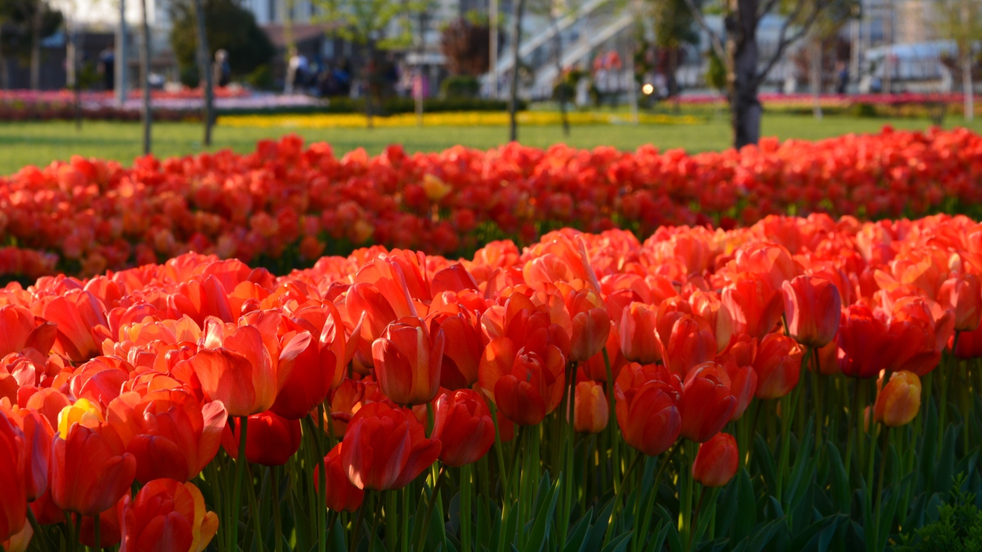 Много красных тюльпанов на клумбе