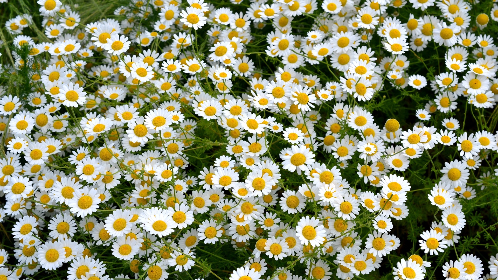 Много мелких цветов лекарственной ромашки