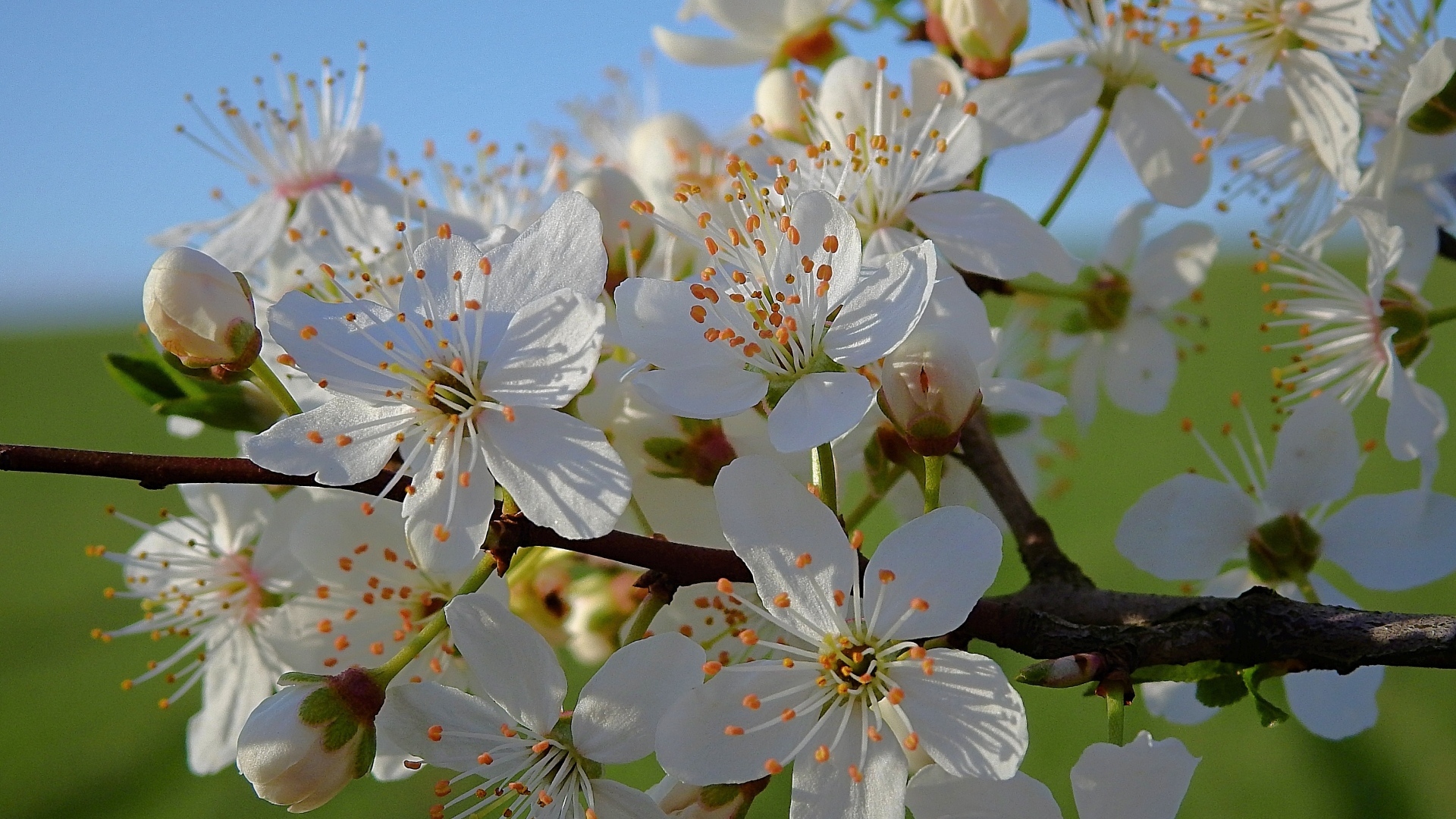Много белых цветов на ветке вишни в лучах солнца