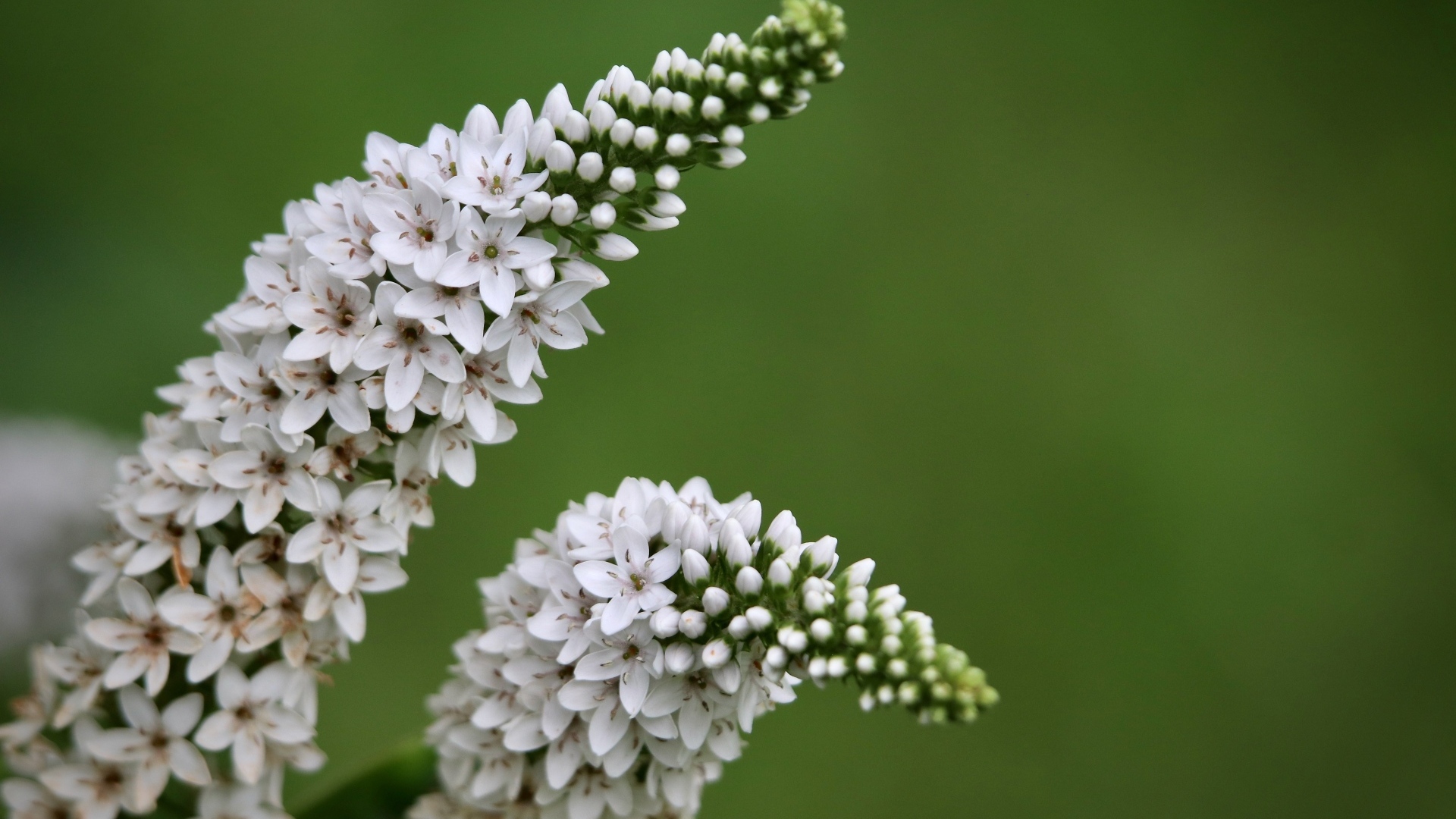 Много белых цветов вербейник