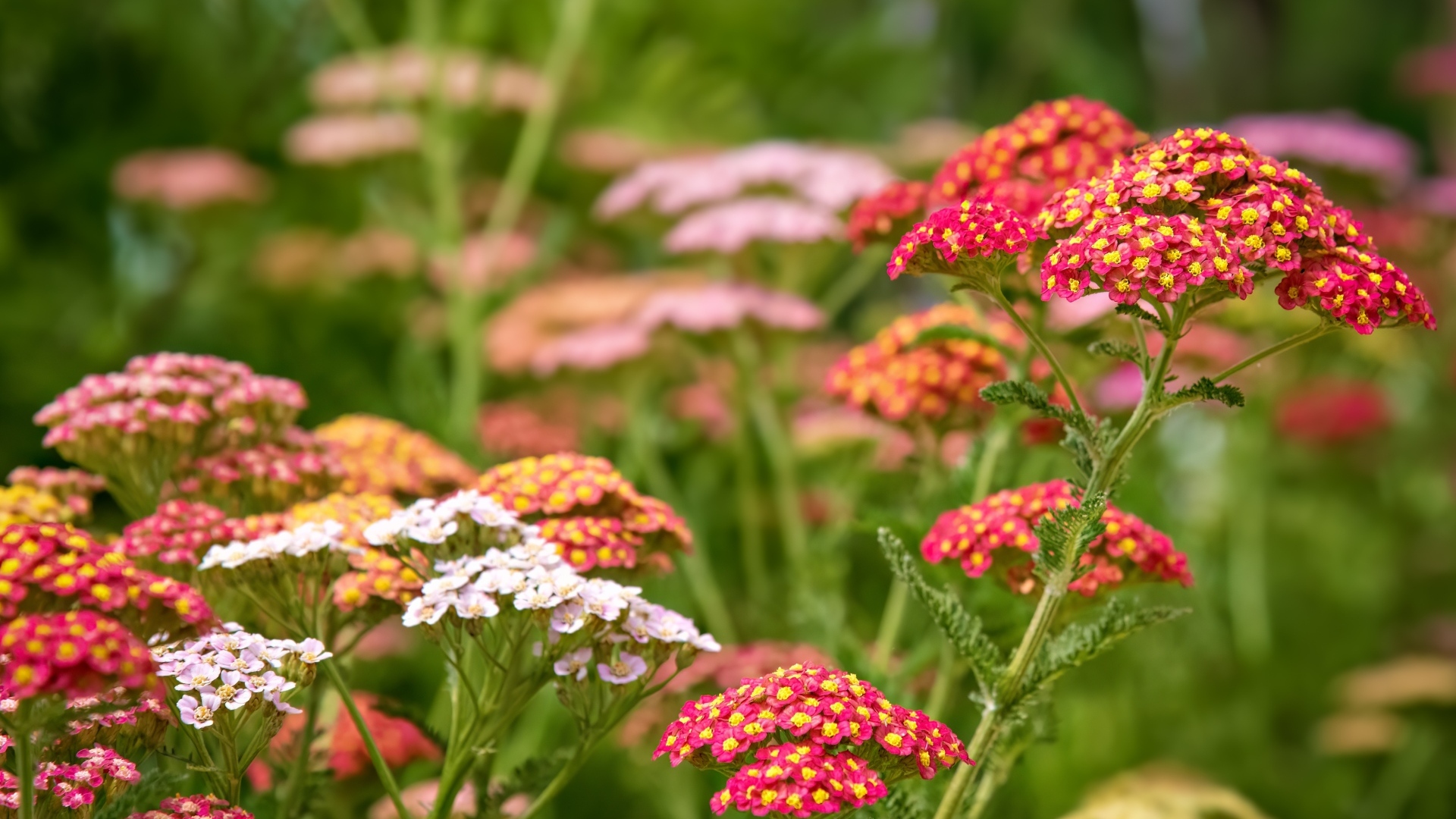 Разноцветные мелкие цветы на клумбе