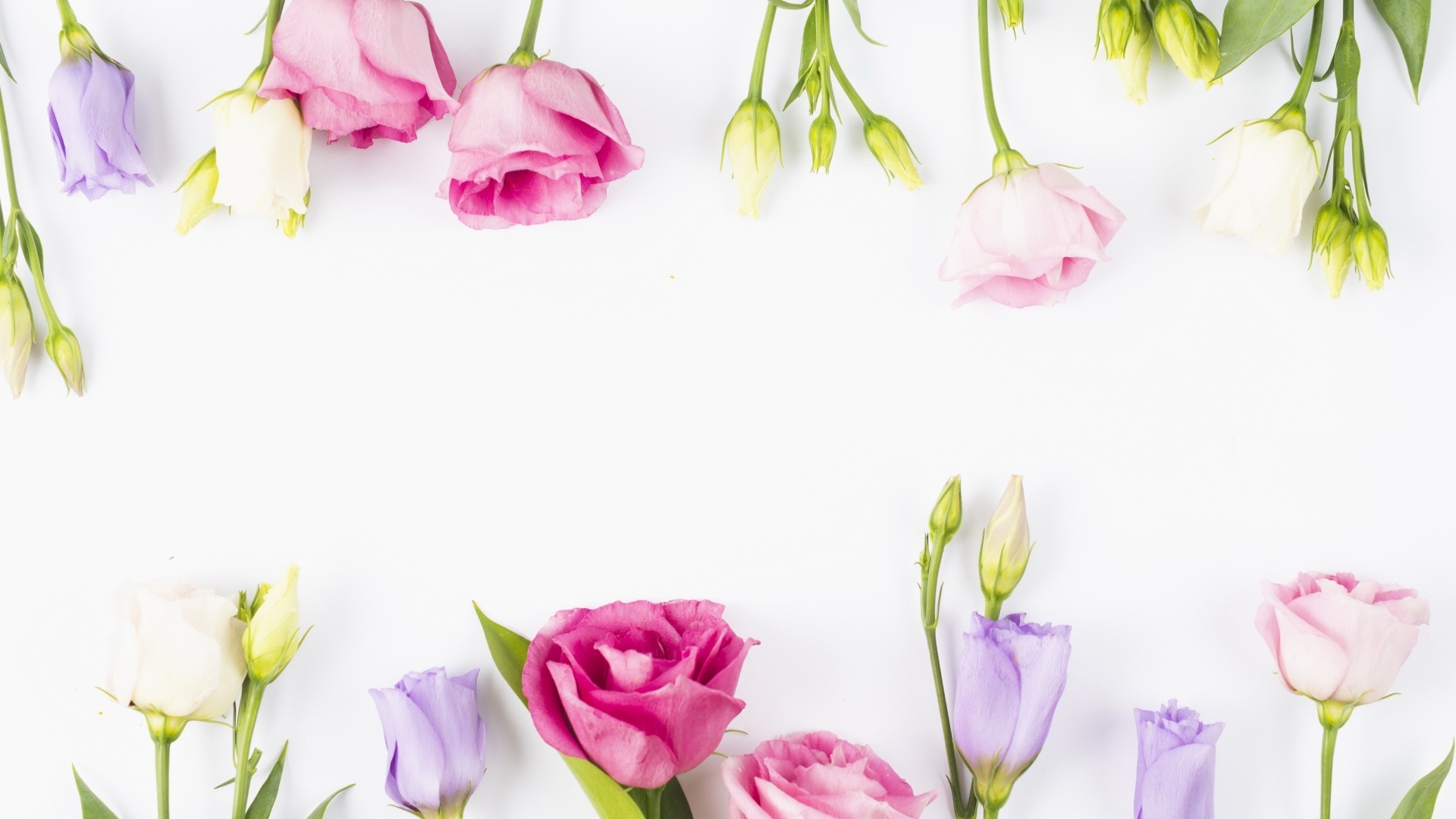 Разноцветные цветы эустомы на белом фоне