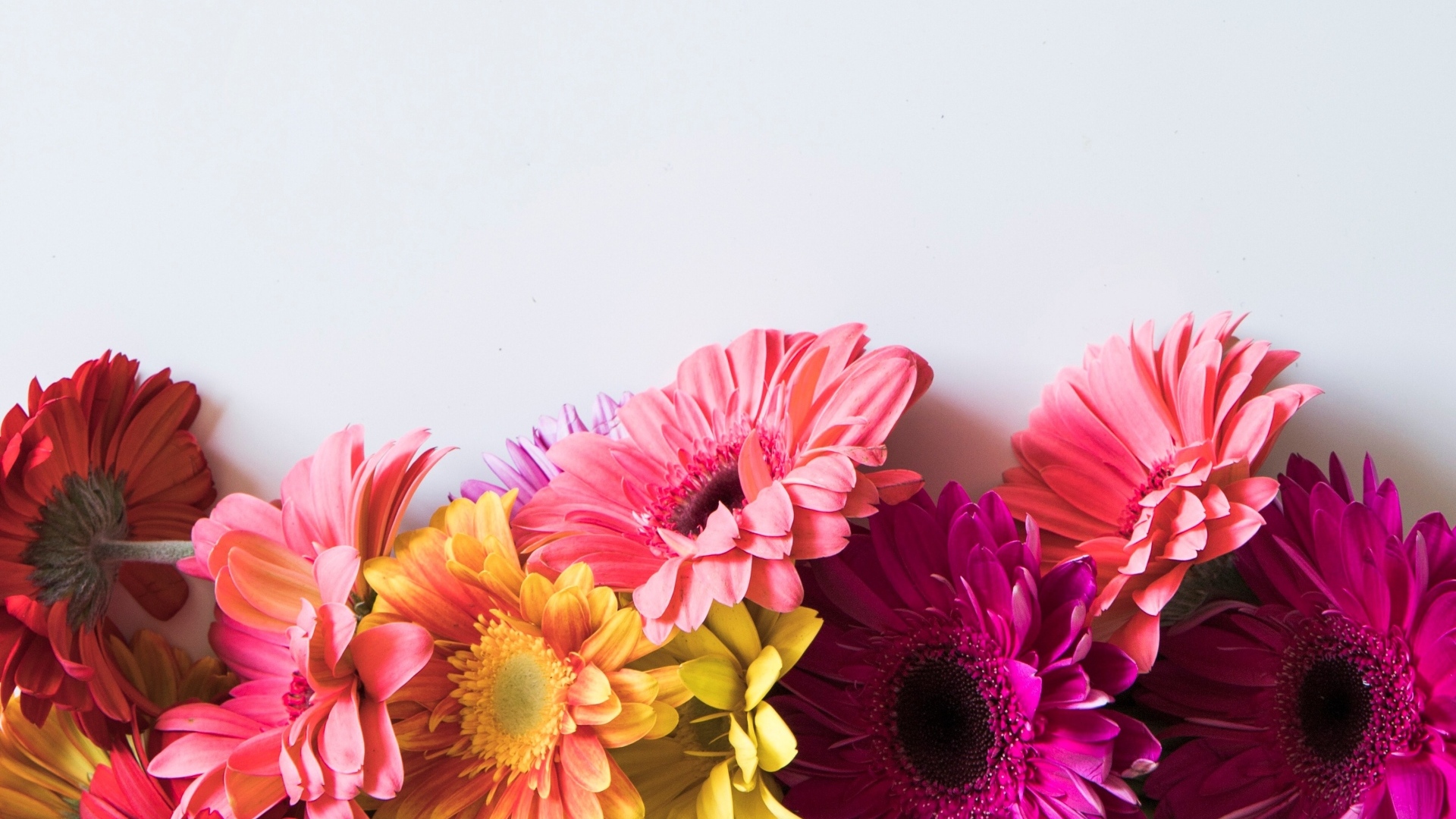 Разноцветные герберы на сером фоне