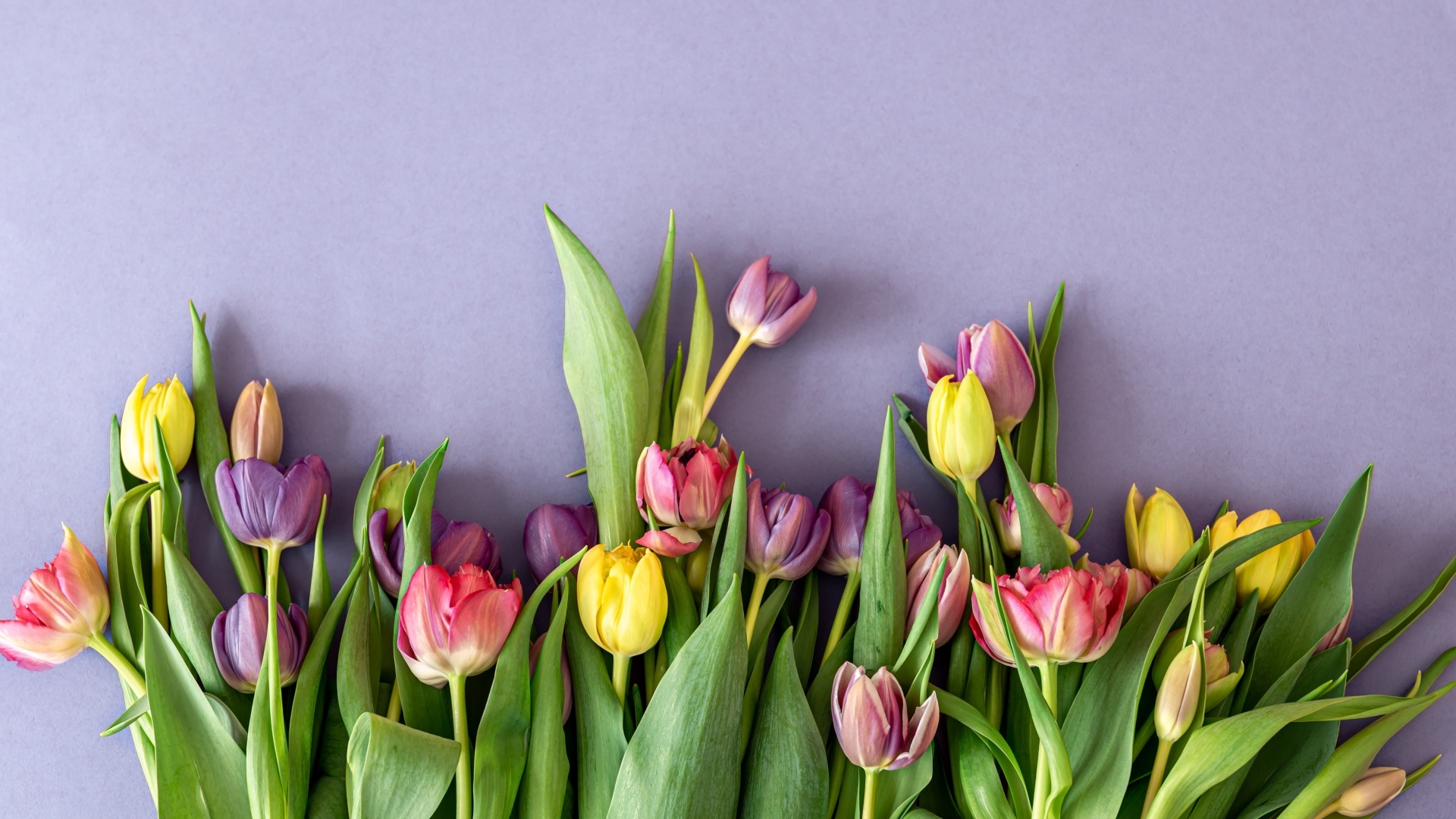 Разноцветные тюльпаны на сером фоне
