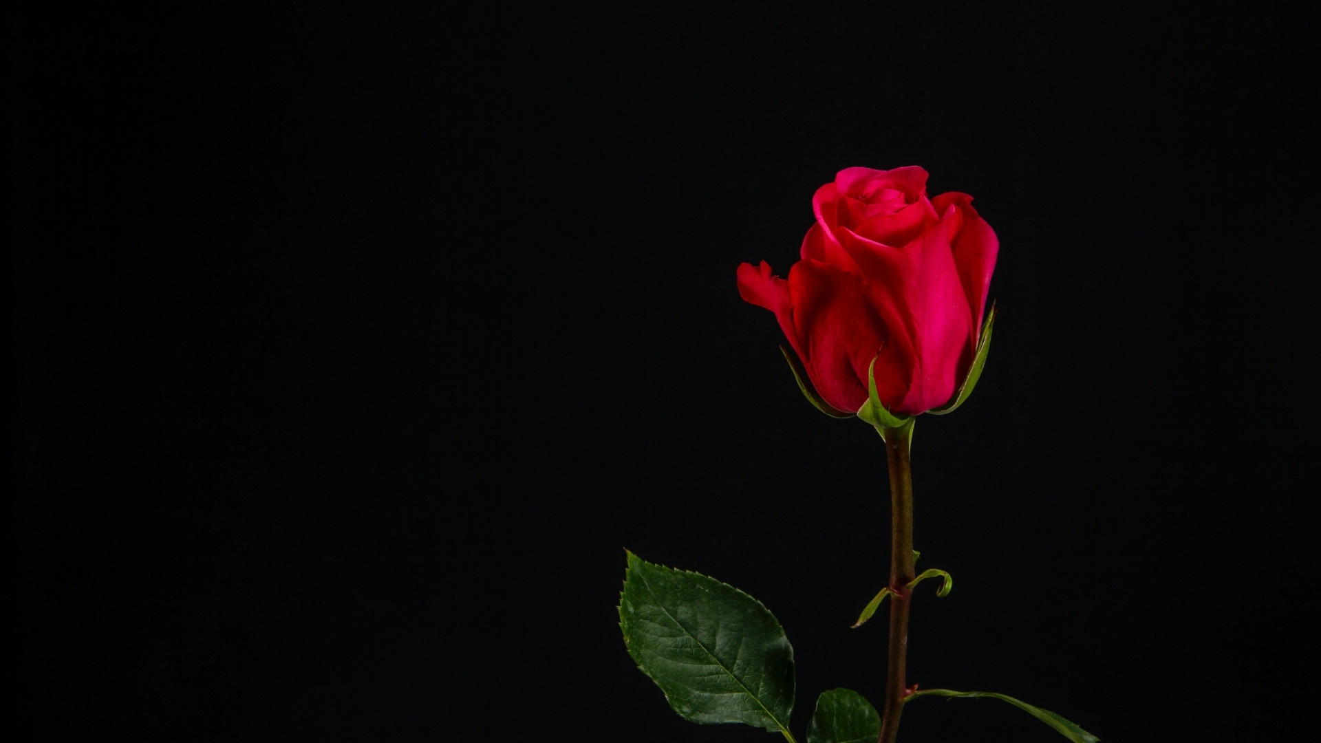 Одна красная роза на черном фоне