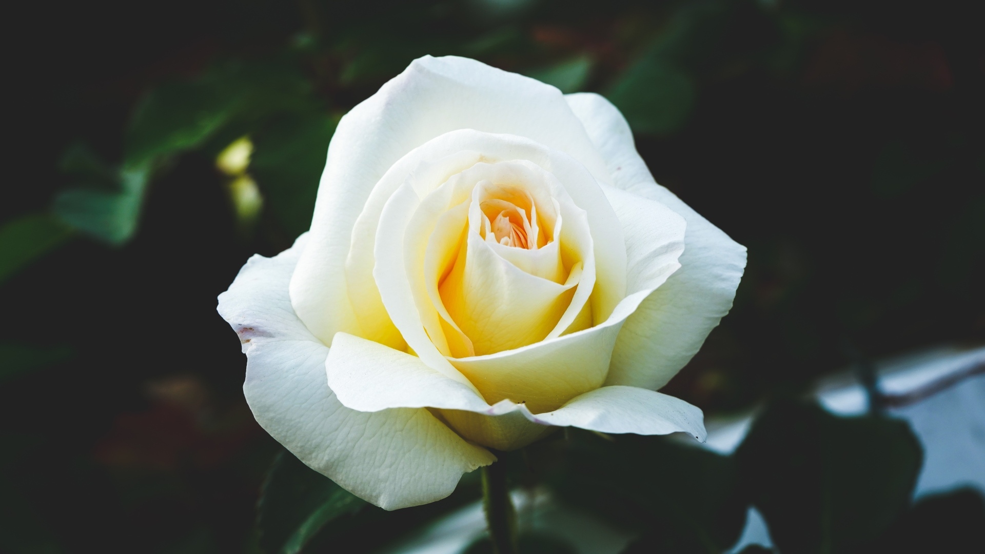 Одна белая роза на клумбе крупным планом