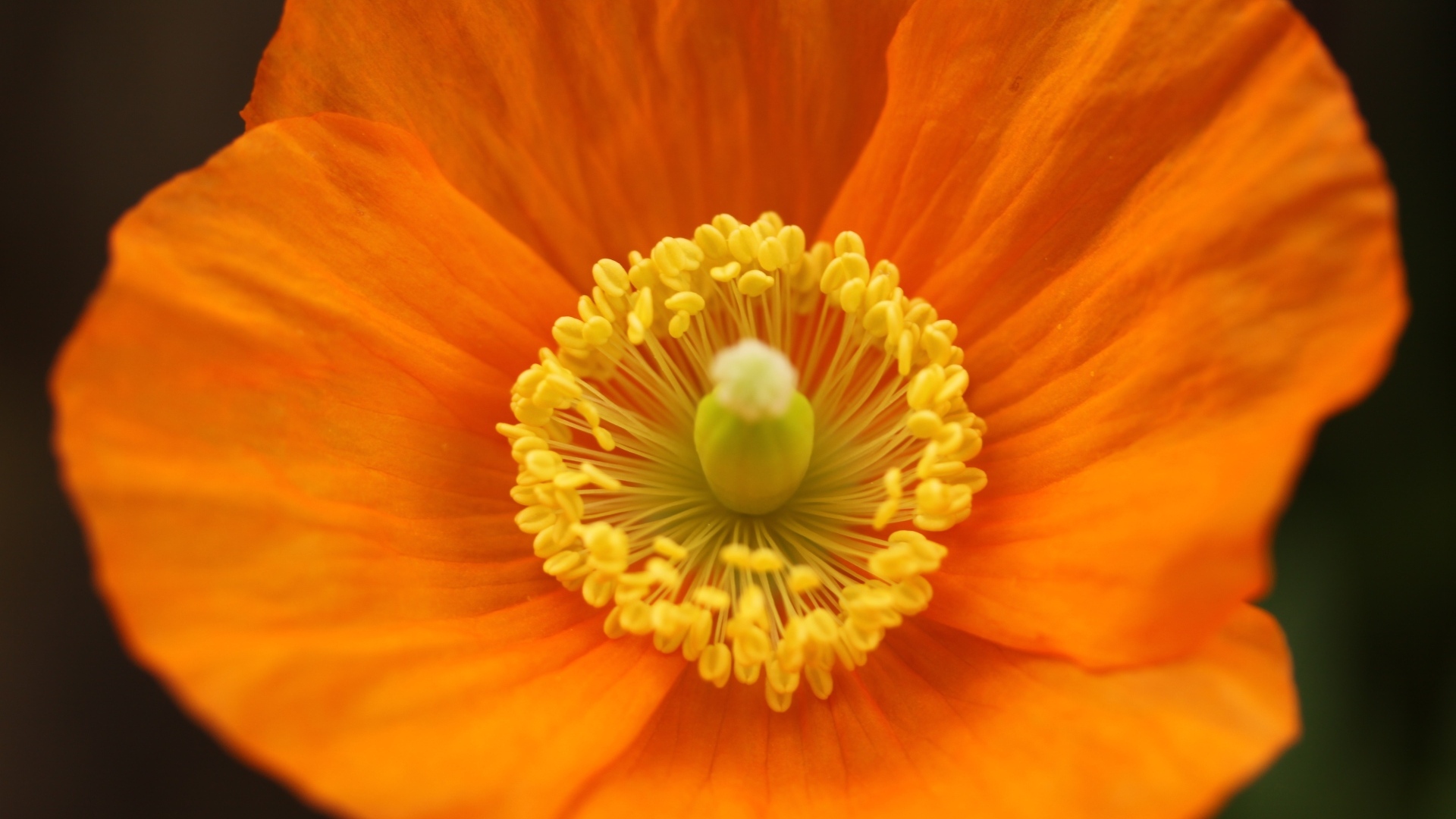 Оранжевый ирландский мак крупным планом