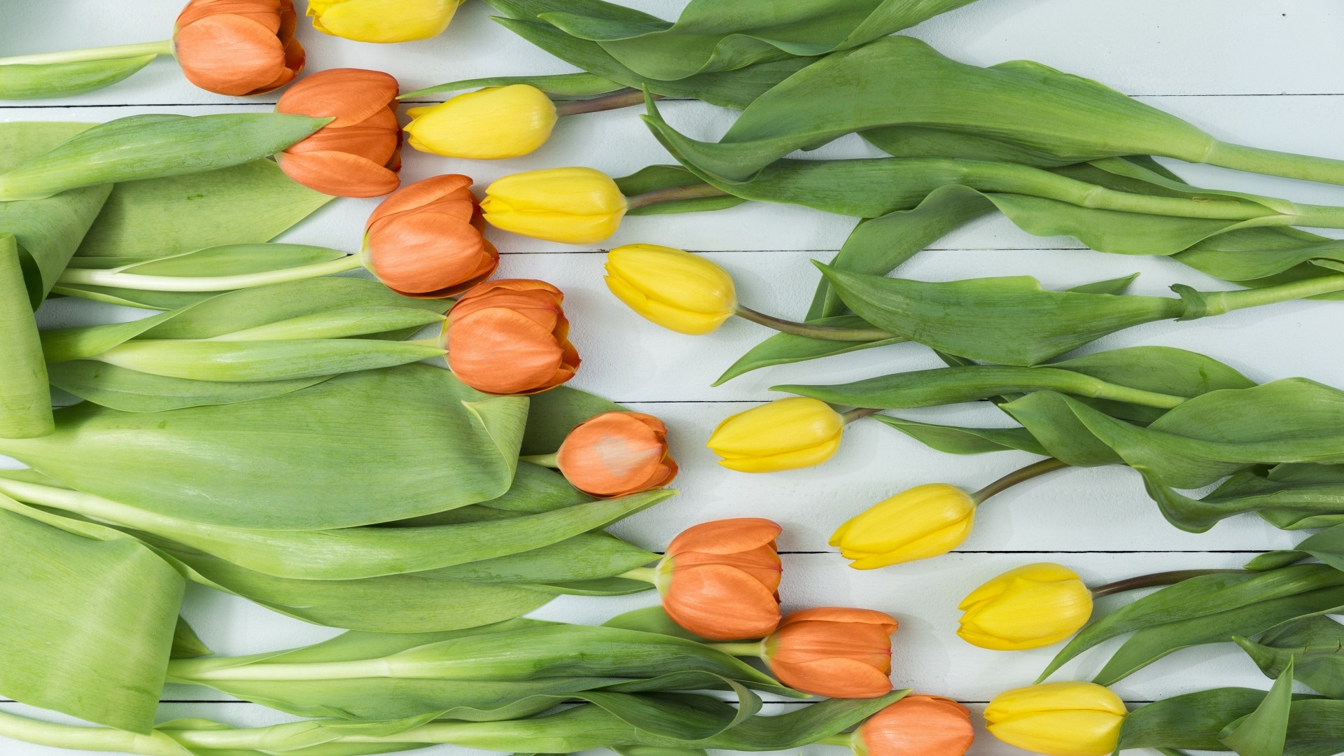 Оранжевые и желтые тюльпаны на столе