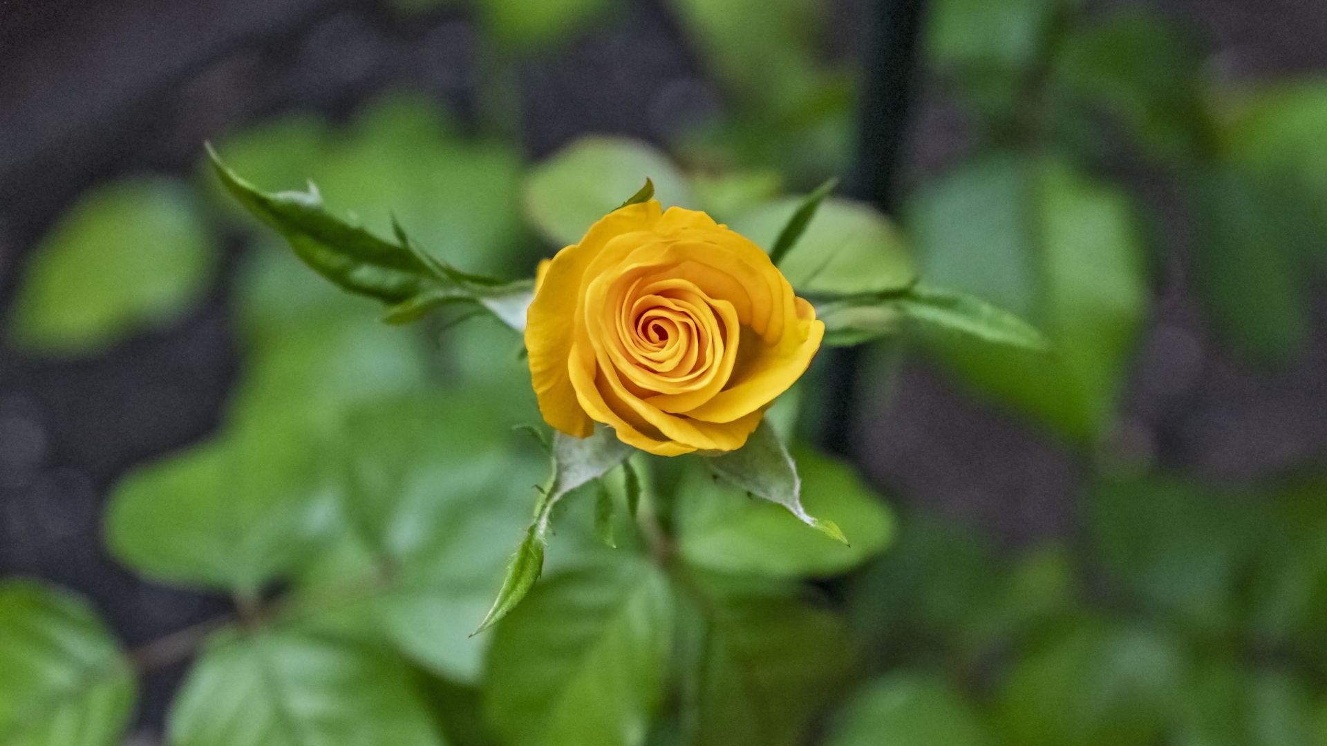 Оранжевая распускающаяся роза вид сверху