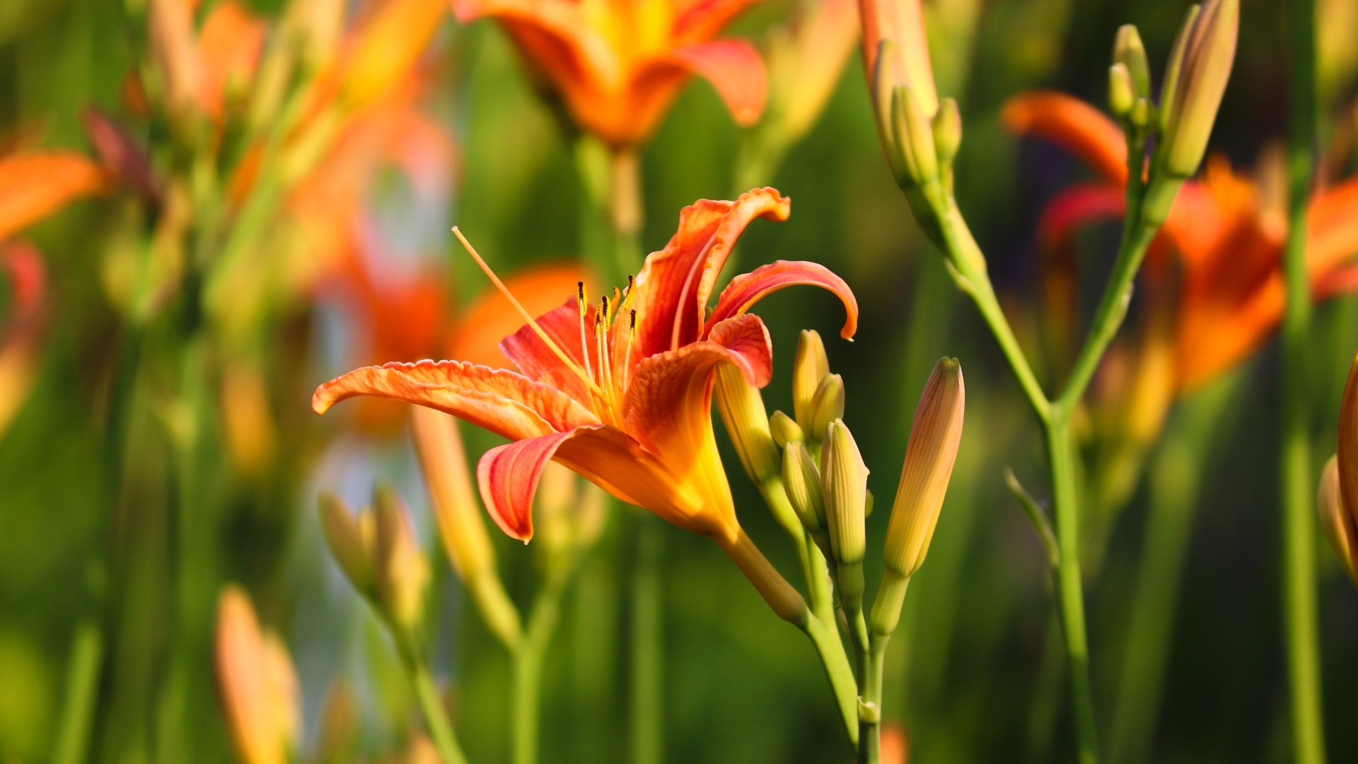 Оранжевые цветы лилейник с бутонами в лучах солнца