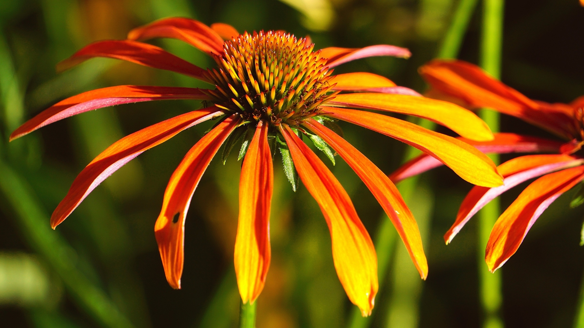 Оранжевый цветок эхинацея крупным планом