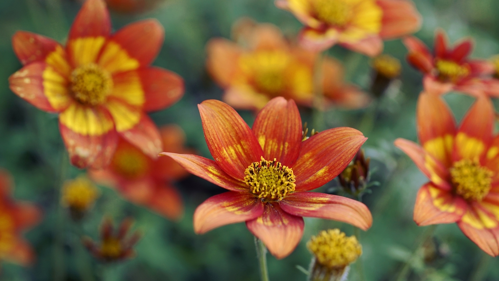 Оранжевые цветы на клумбе в саду