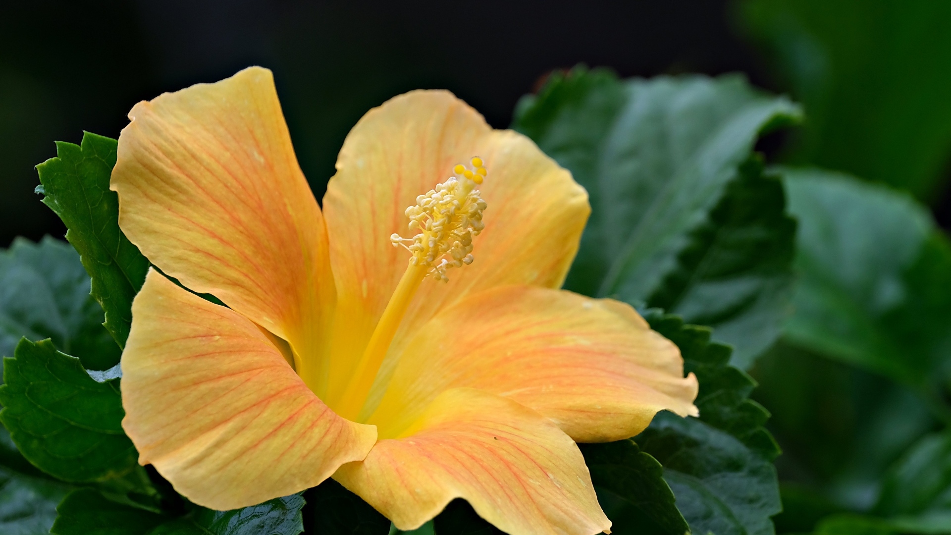 Оранжевый цветок гибискуса в зеленых листьях