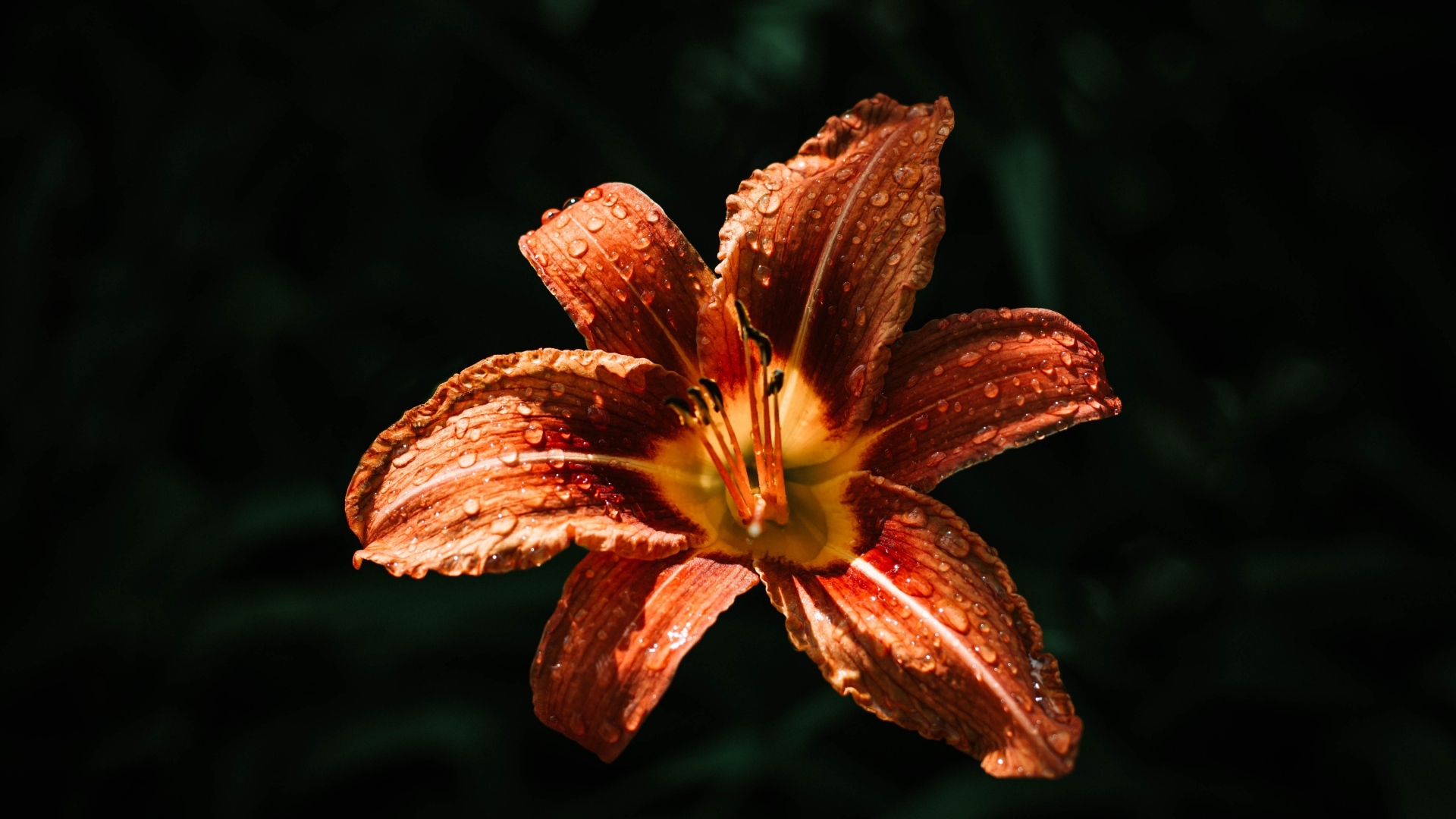 Оранжевая лилия в каплях росы на черном фоне