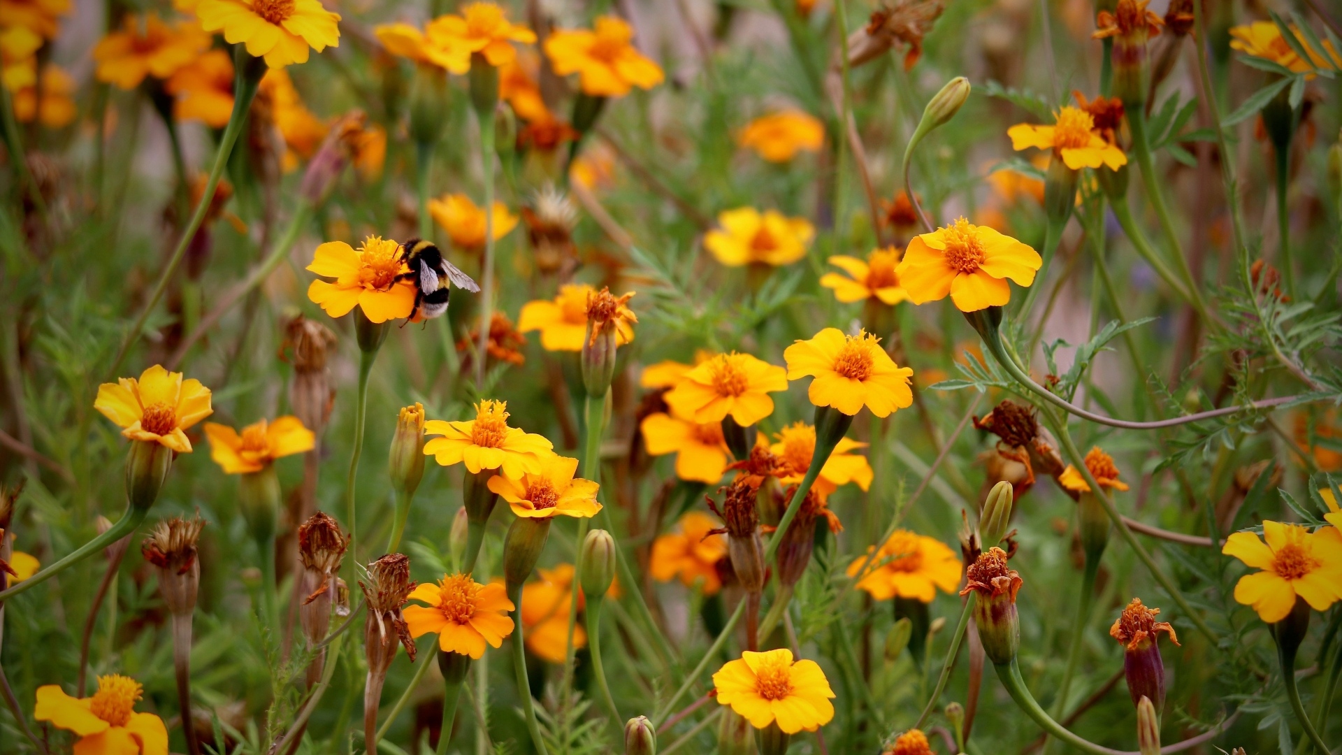 Оранжевые цветы бархатцы на клумбе