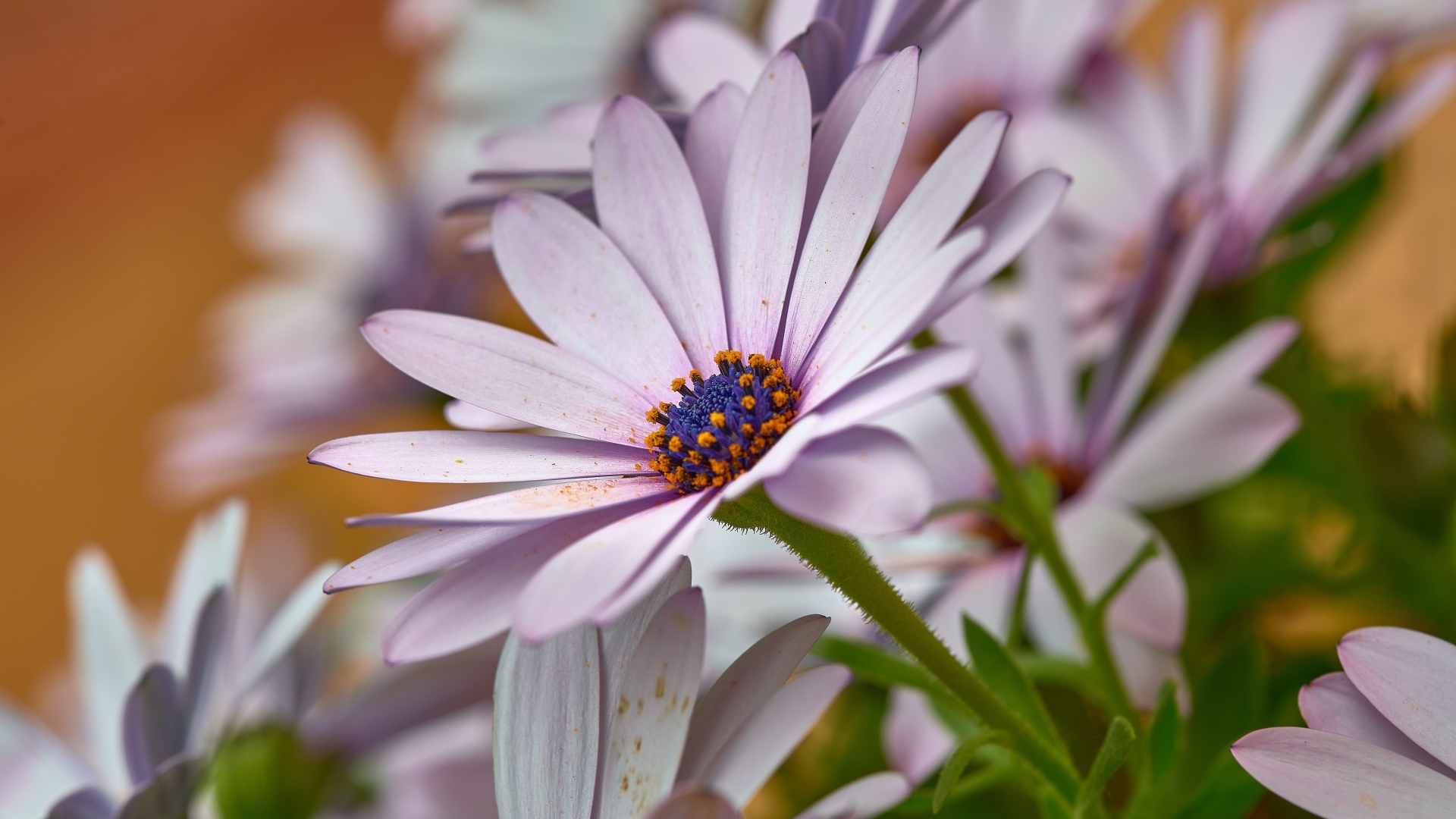 Цветы остеоспермум крупным планом