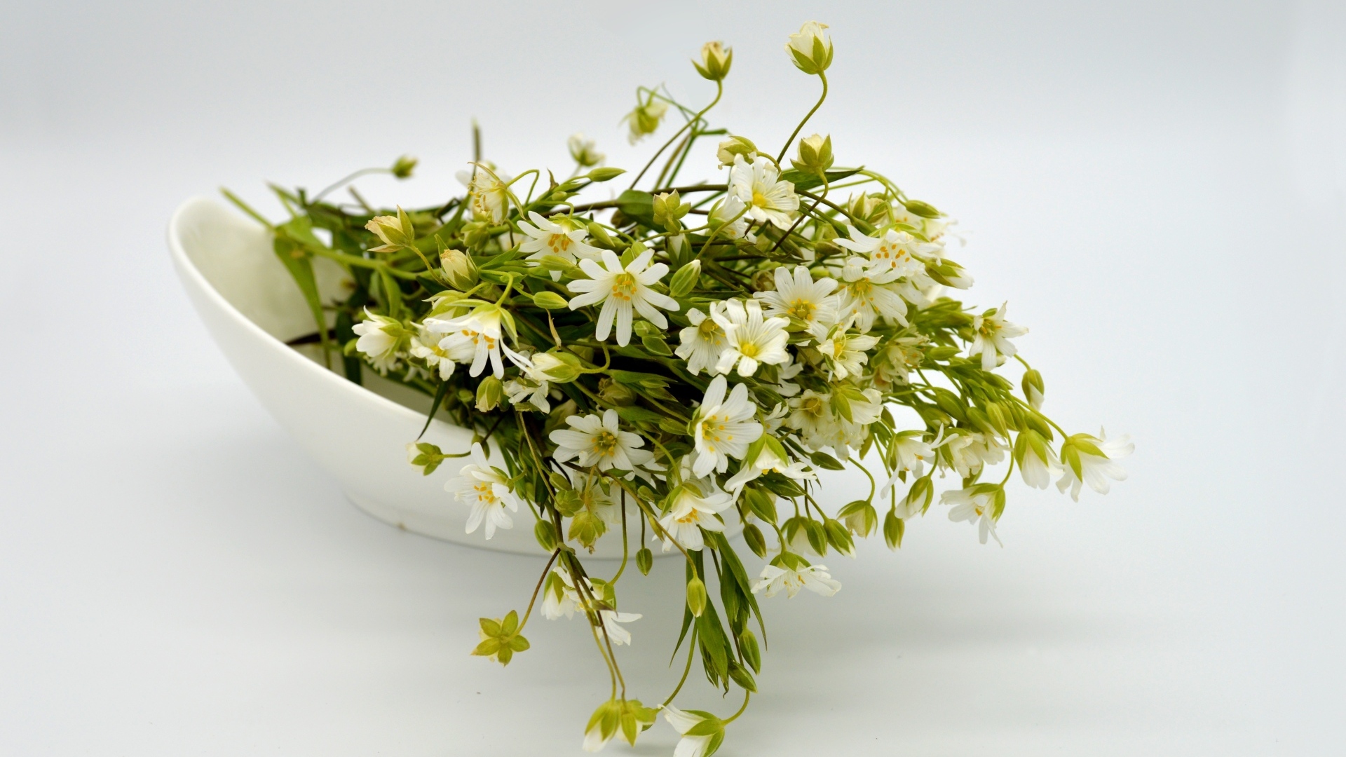 Сорванные белые цветы на сером фоне