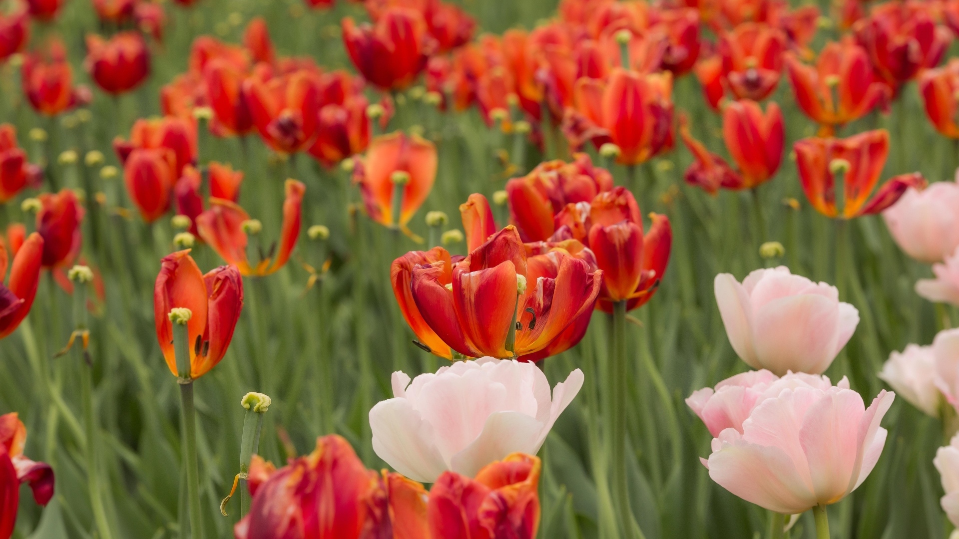 Розовые и красные тюльпаны на клумбе