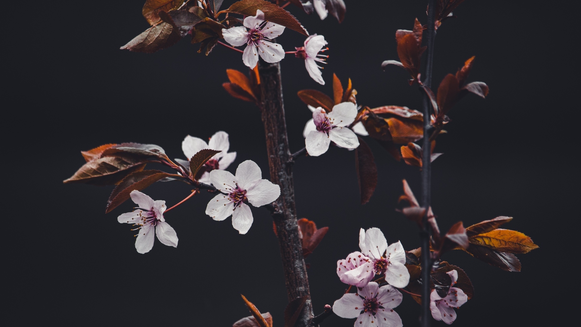 Розовые цветы абрикоса на ветках