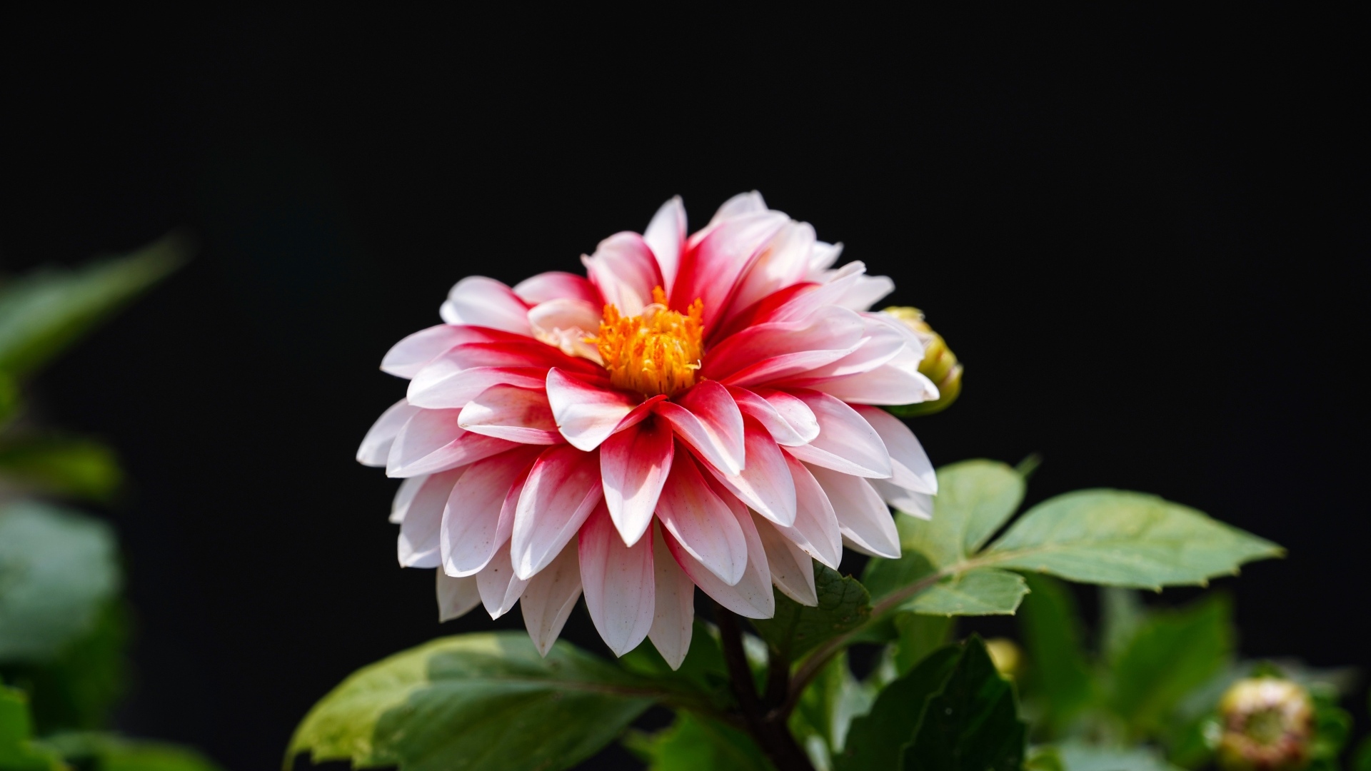 Розовый цветок георгина на черном фоне