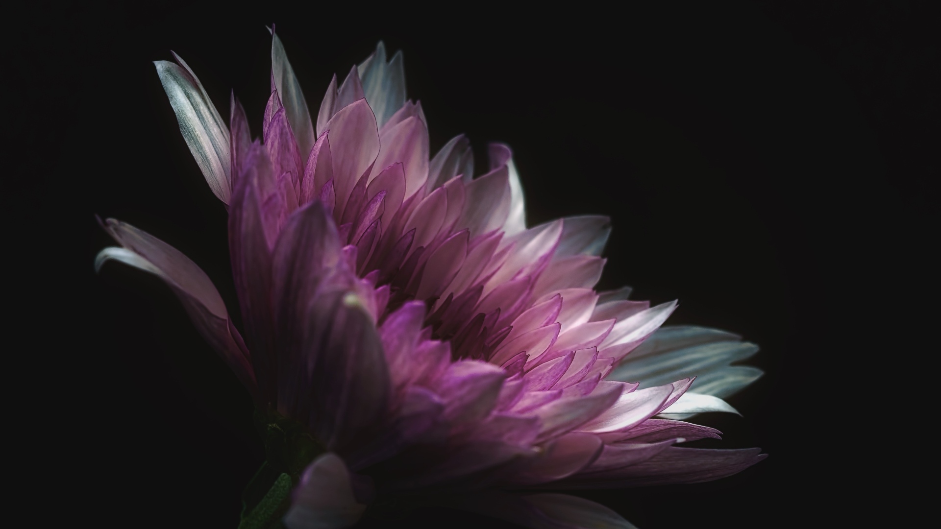 Розовый цветок георгина на черном фоне