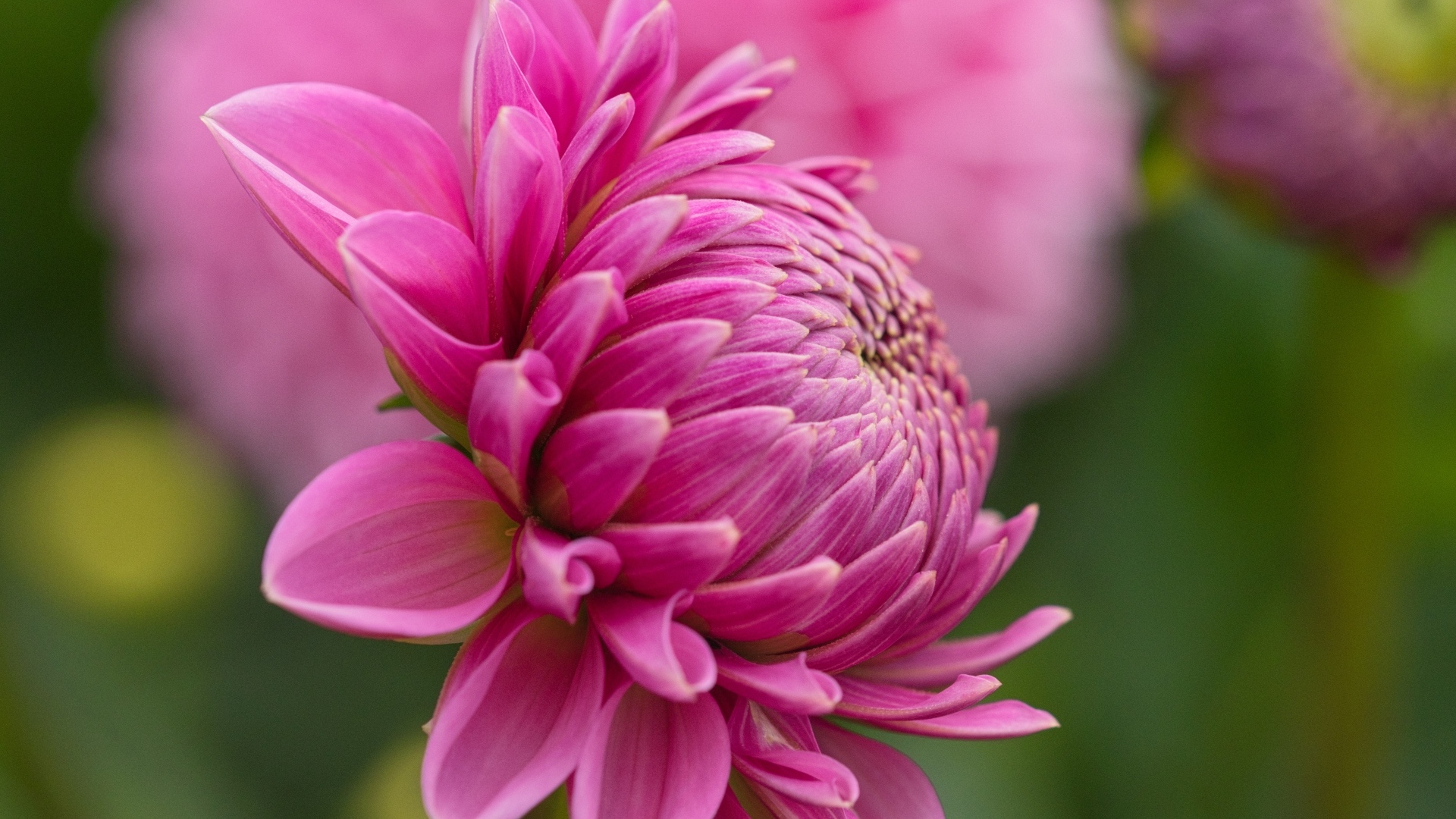 Розовый цветок георгина вид сбоку