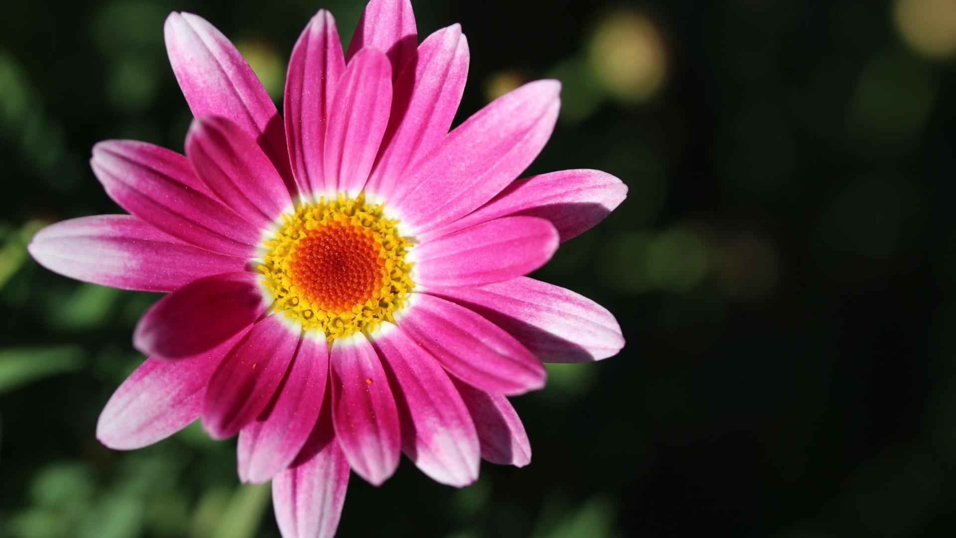 Розовый цветок ромашковидной хризантемы крупным планом