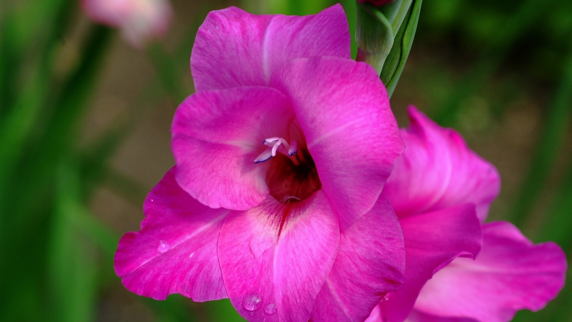 Розовый нежный цветок гладиолуса