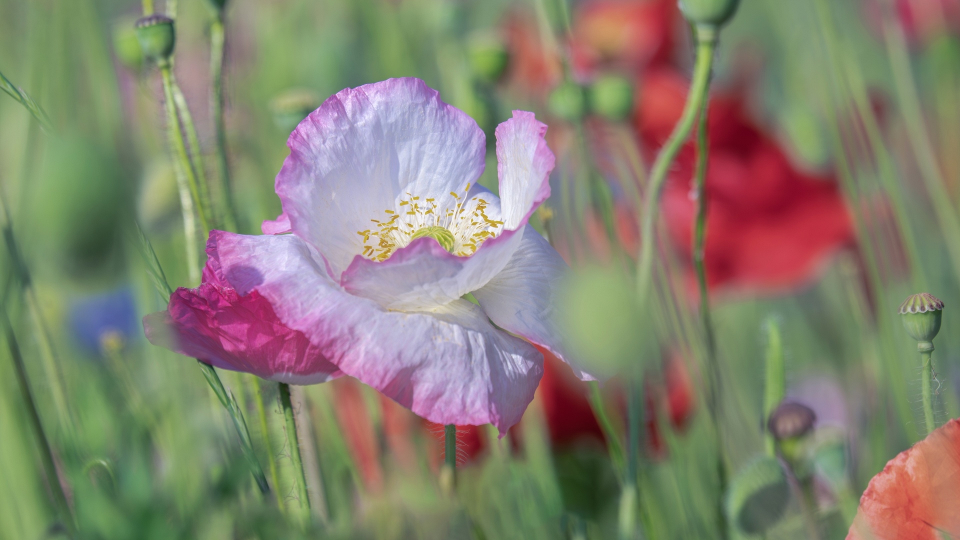 Розовый нежный цветок мака на поле крупным планом