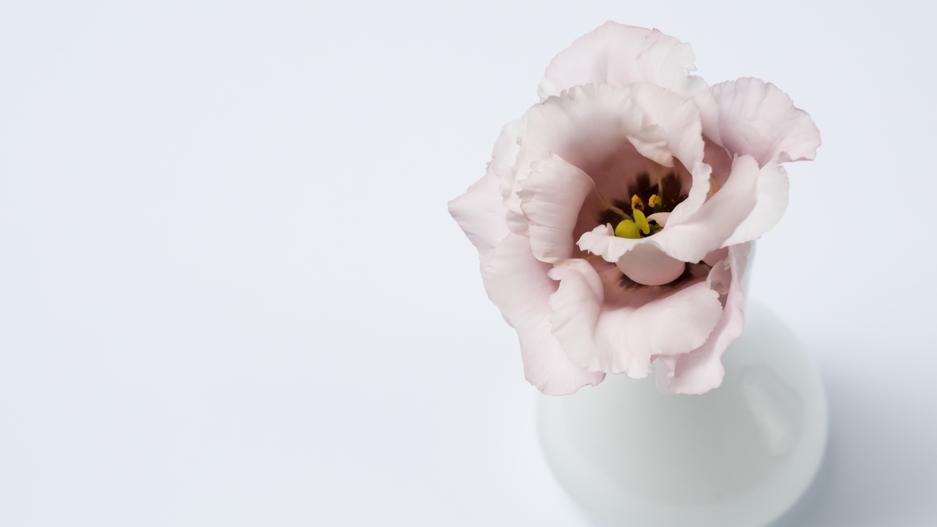 Розовый цветок эустомы в вазе на сером фоне