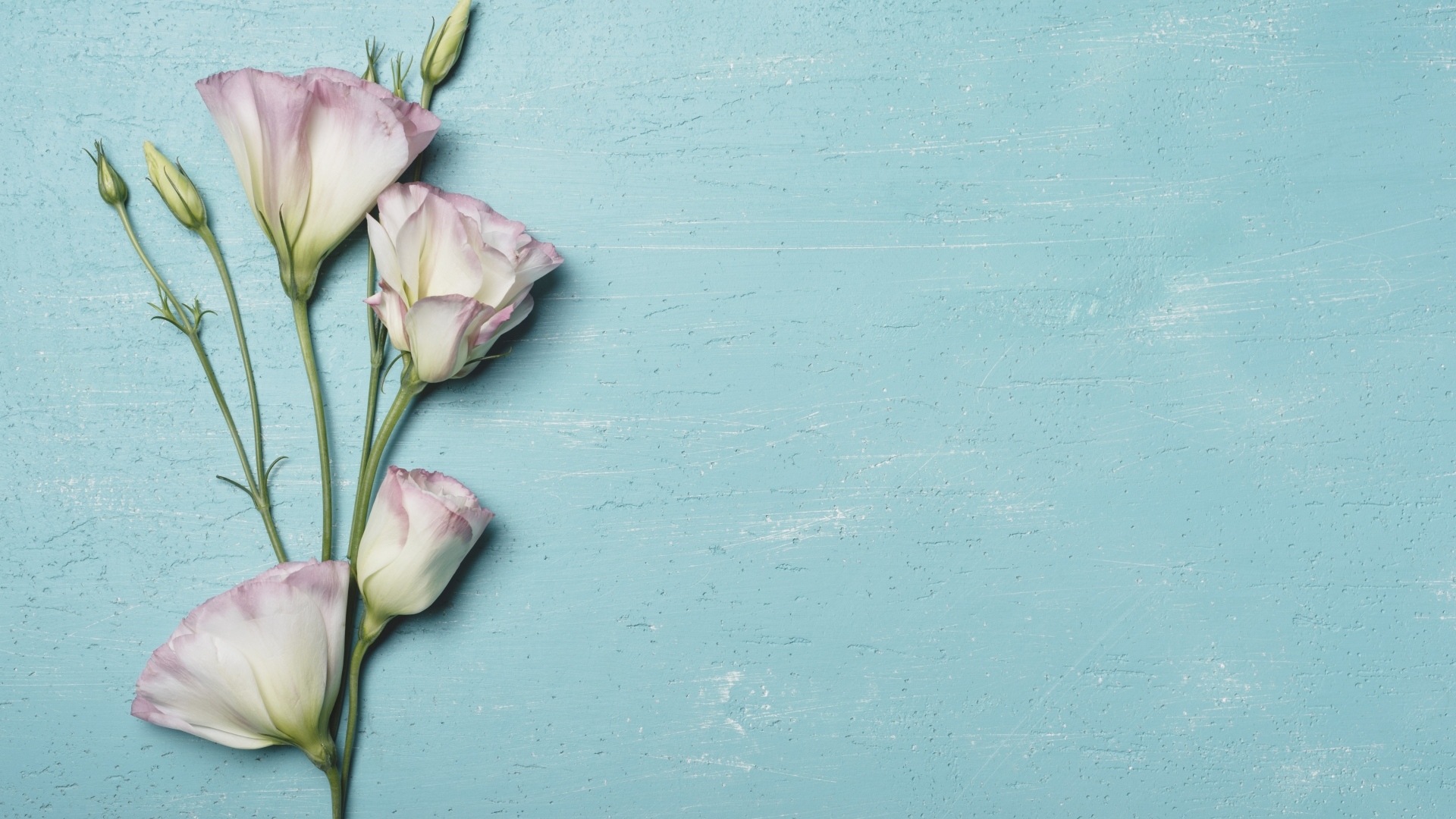 Розовый цветок эустомы на голубом столе