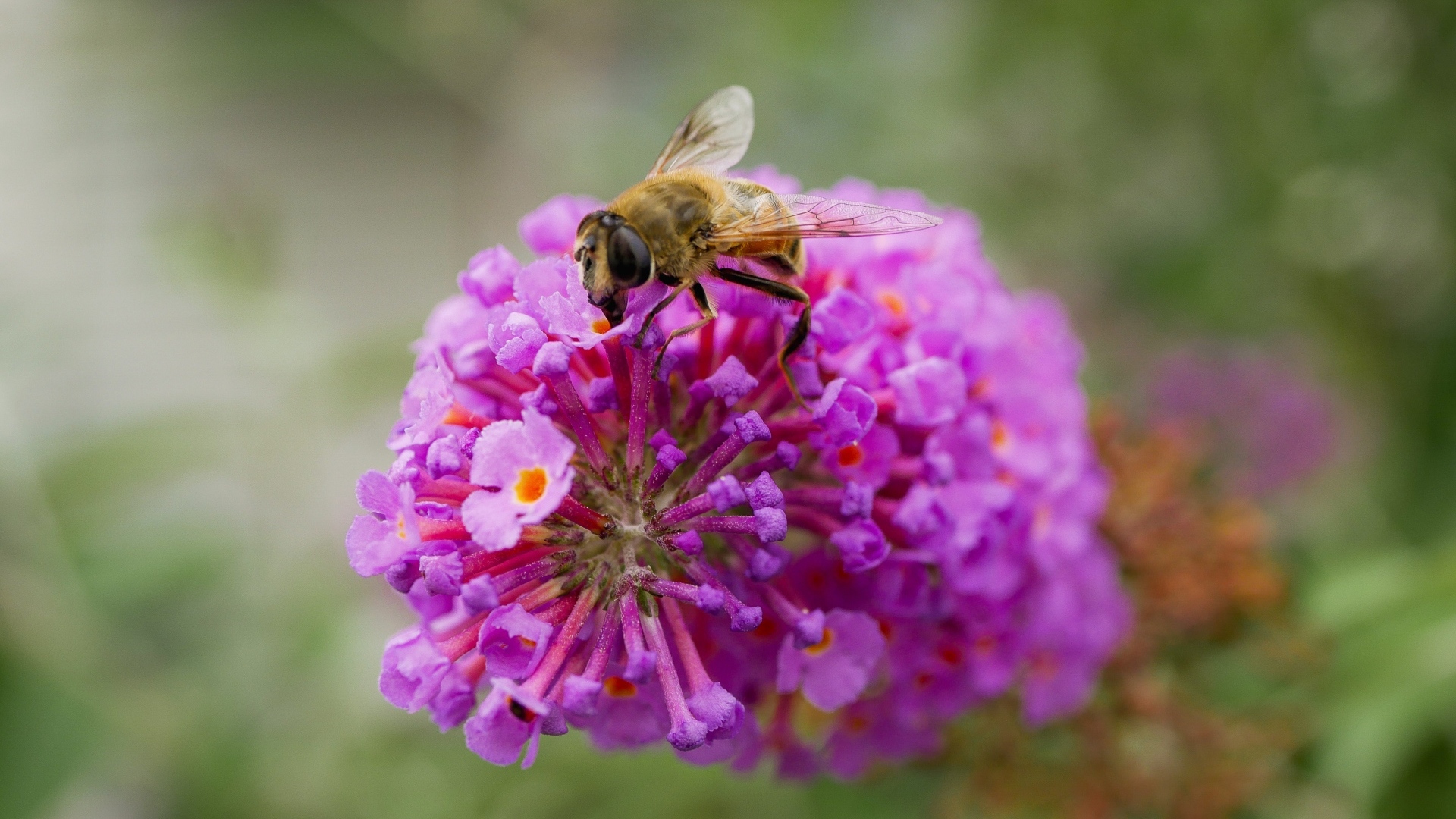 Розовый цветок с пчелой крупным планом