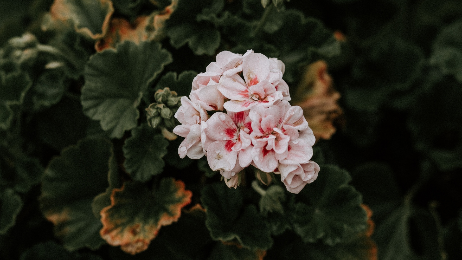 Розовые цветы комнатной герани