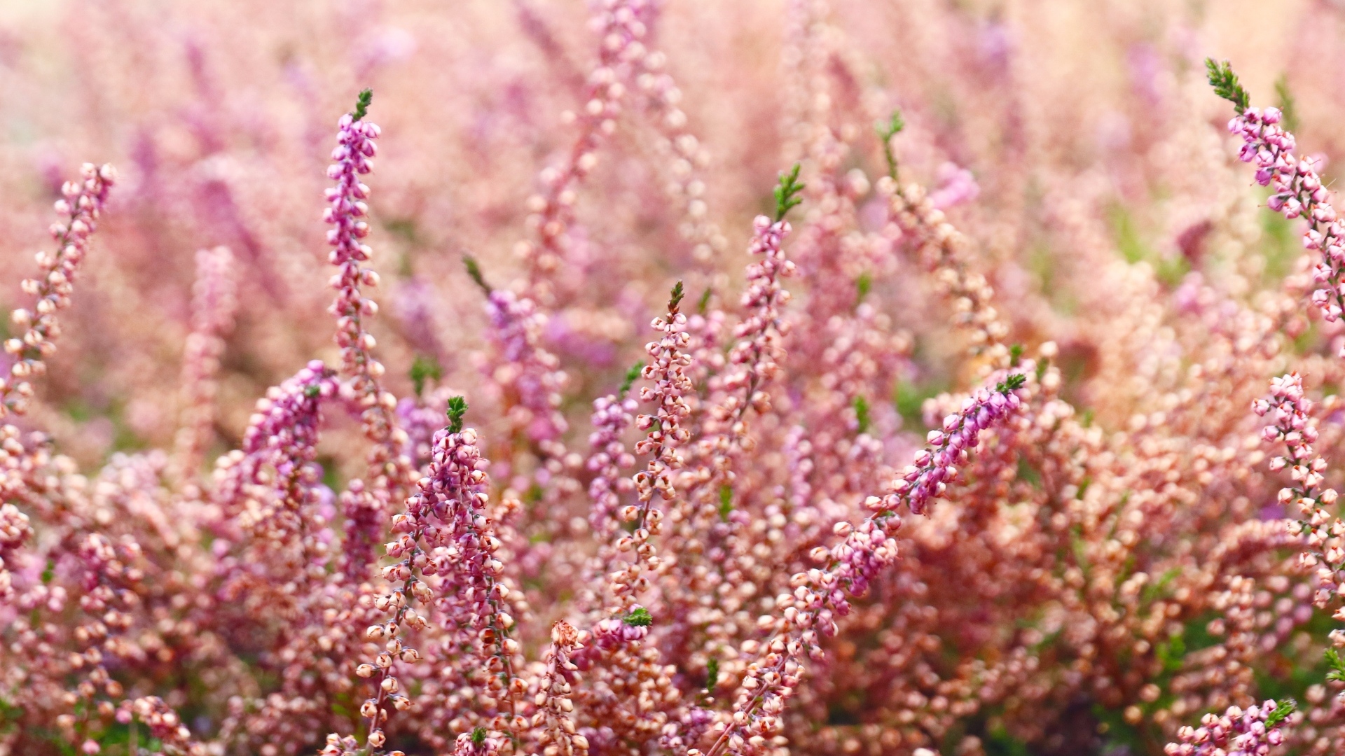 Розовые цветы полевого вереска