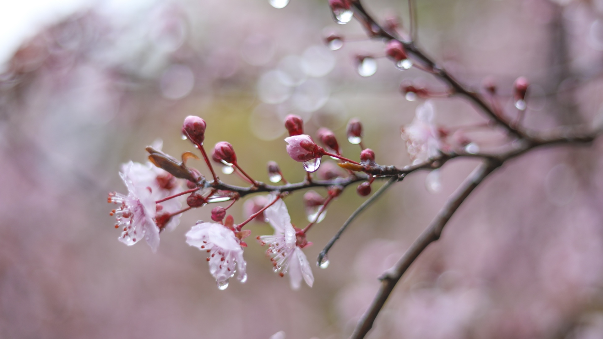Розовые цветы на ветке дерева в каплях дождя весной