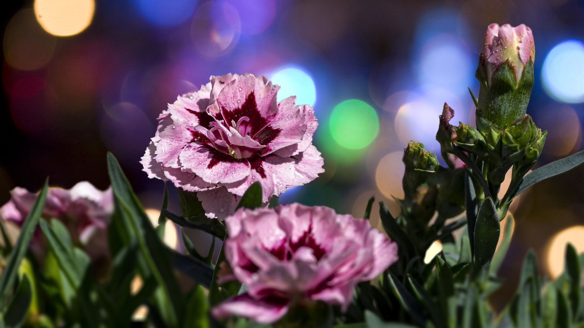 Розовые садовые гвоздики в лучах солнца