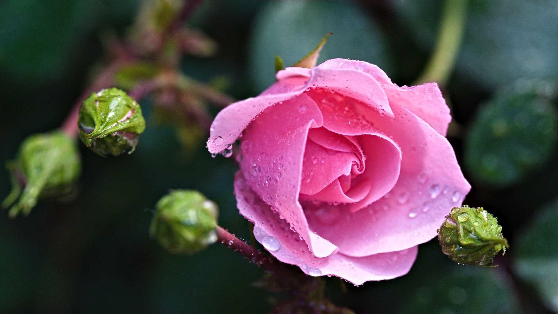 Розовая садовая роза с бутонами в каплях воды