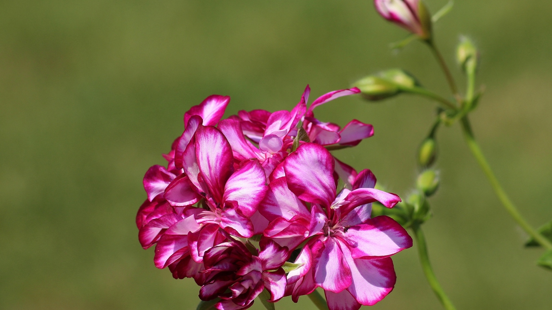 Розовые цветы герани крупным планом