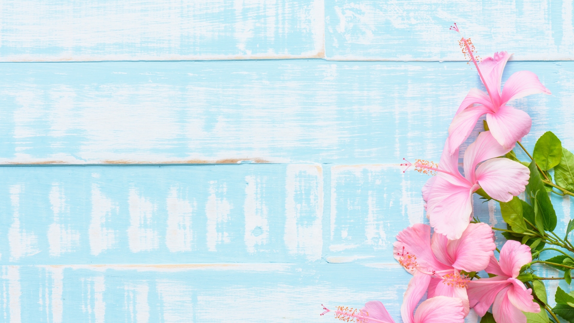 Розовые цветы гибискуса на голубом фоне