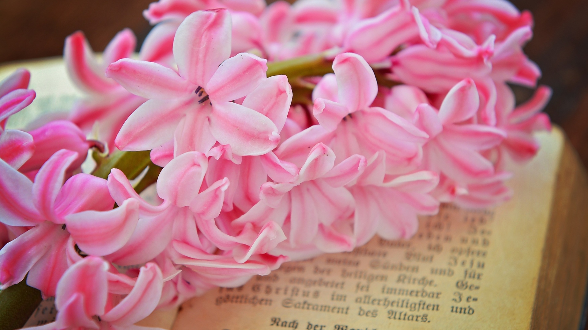 Розовый цветок гиацинта лежит на книге